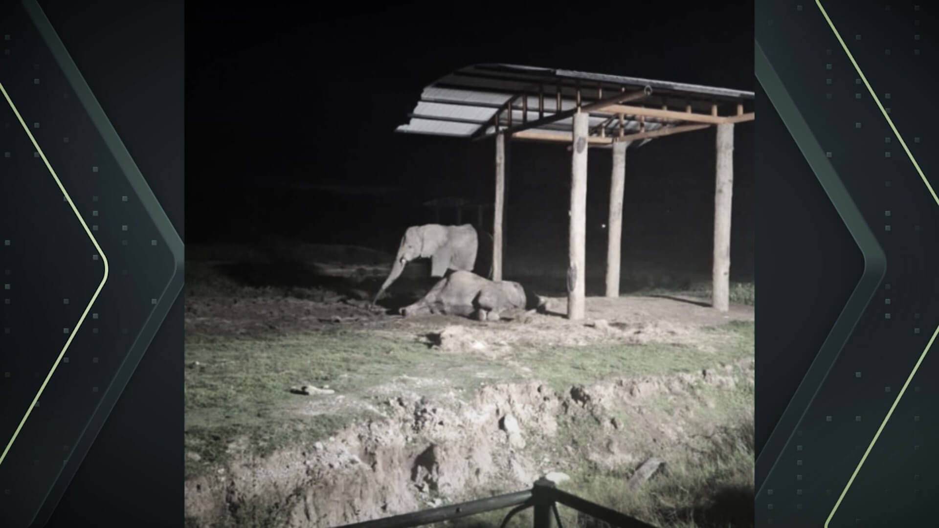 En la Hacienda Nápoles: El elefante Zimbawe se niega a separarse de Rania tras su muerte