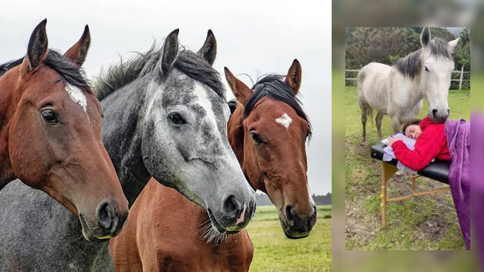 Los caballos sanan con su energía y conexión emocional, reduciendo el estrés y fortaleciendo el bienestar físico y mental.