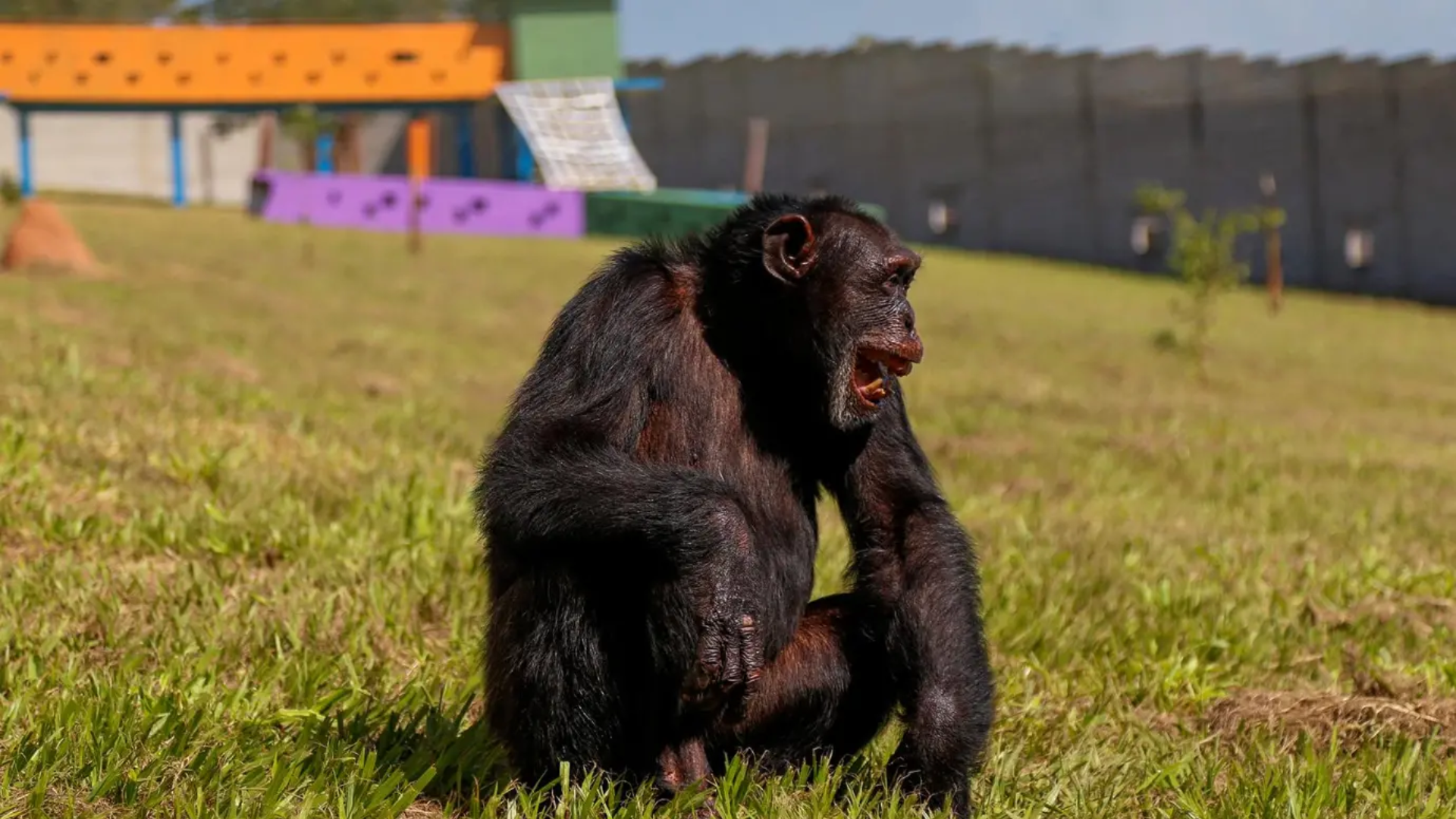VIDEO | El último chimpancé en cautiverio en Colombia encuentra refugio en Brasil, así fue su traslado