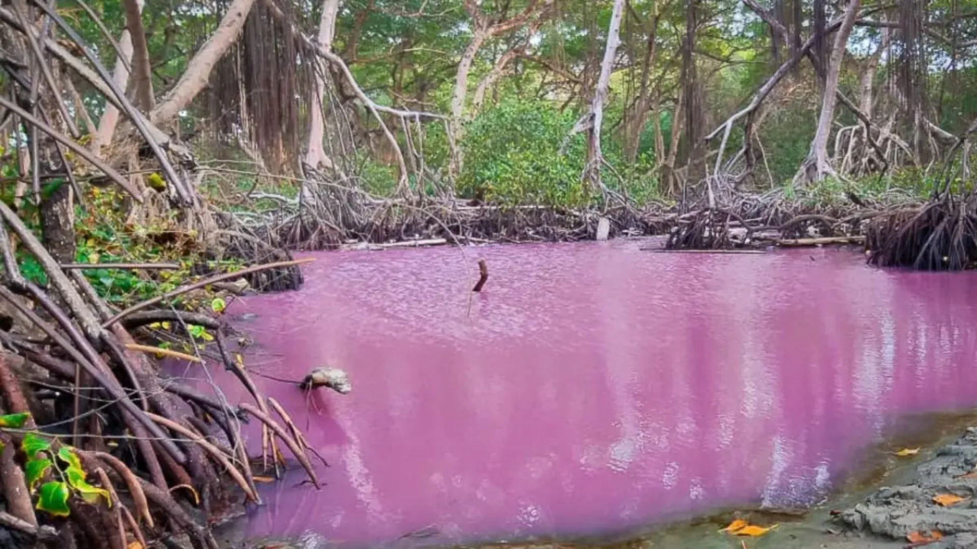 El río rosado en Antioquia no es el único: otros paraísos similares en el mundo