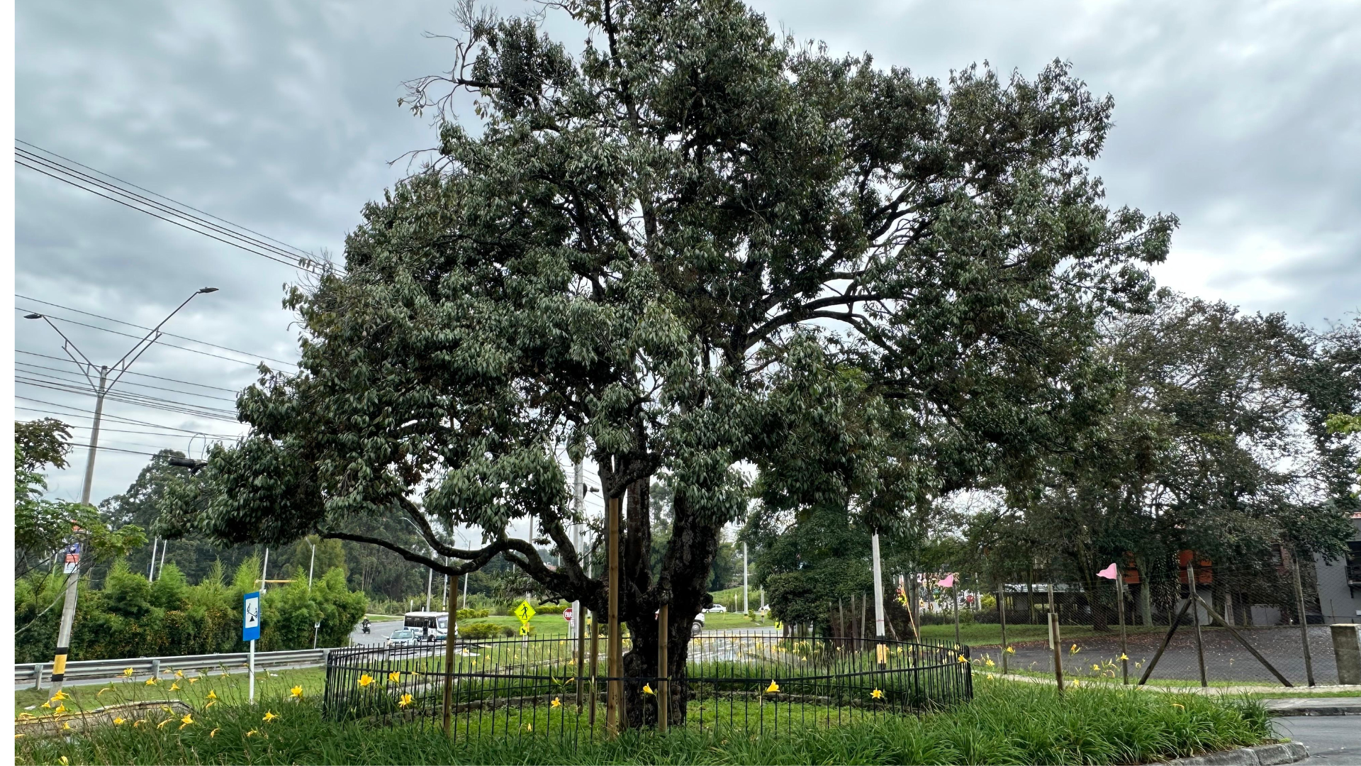 El árbol raro de Rionegro: un ejemplar único en el mundo, con más de 500 años de historia