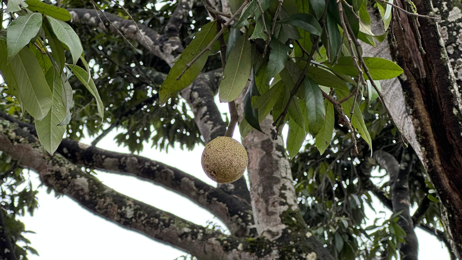 árbol raro