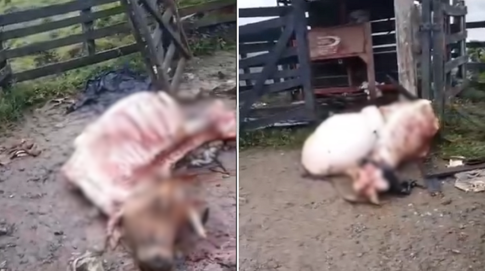 Clan del golfo estaría robando vacas en Heliconia para alimentar a sus hombres