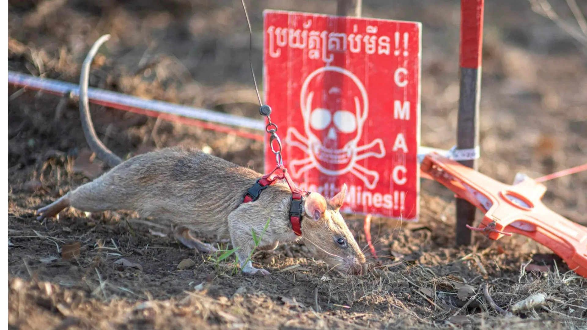 Ronin: el ratón que desactiva minas y salva vidas en Camboya rompió récord mundial