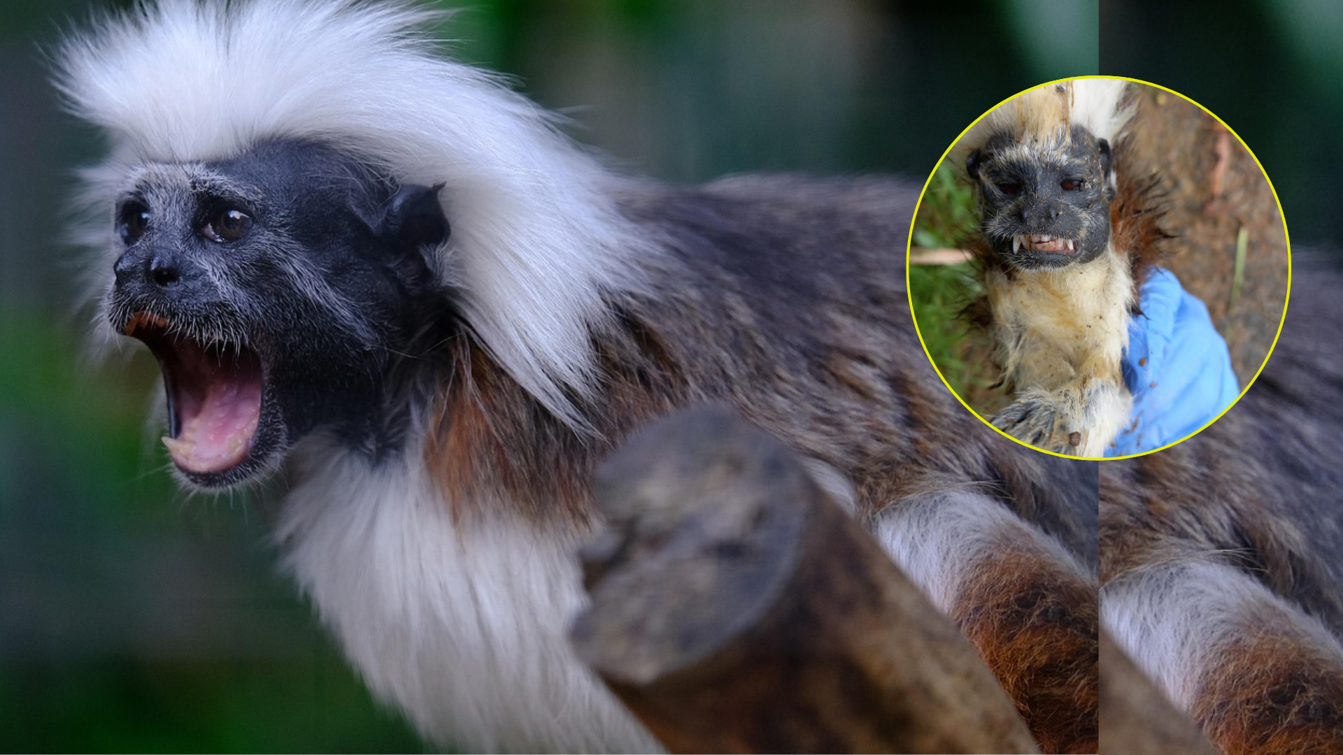 Esta especie solo se encuentra en Colombia, y está en peligro de extinción