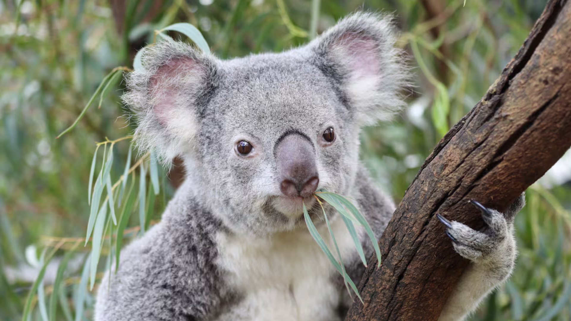 Estas fueron las razones detrás del sacrificio de 750 koalas en Australia