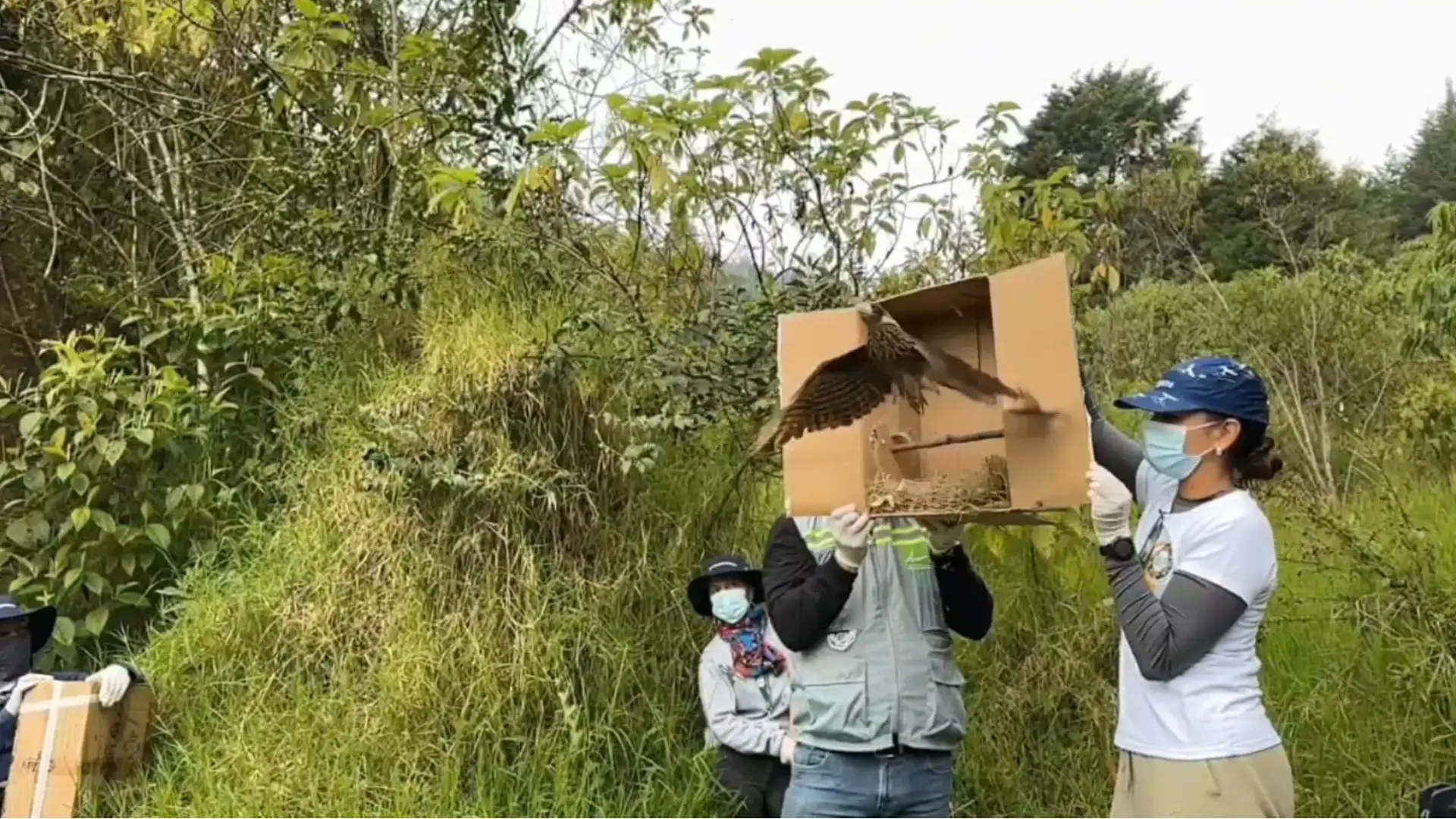 Gallinazos y otros animales volvieron a su hábitat natural
