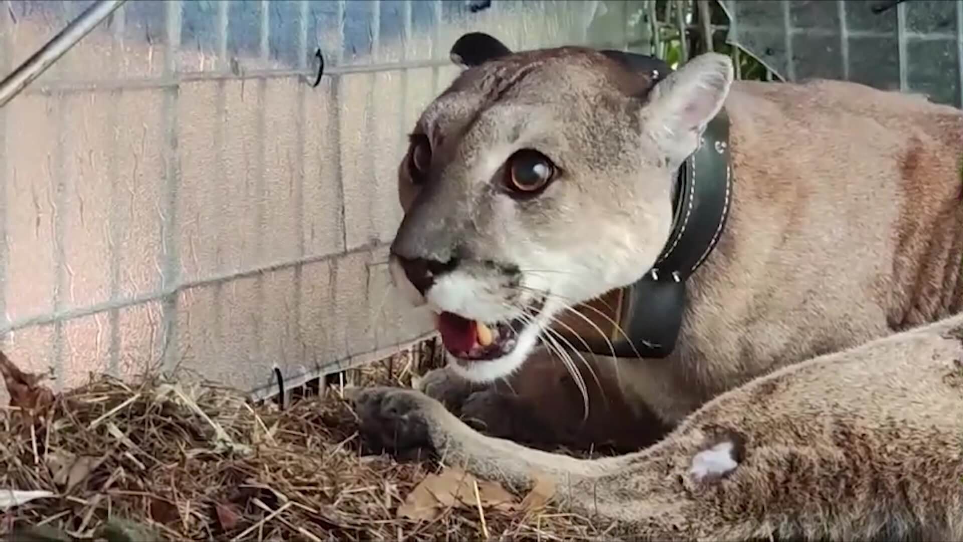 En video: Un puma tiene atemorizada a la comunidad; autoridad ambiental hace un llamado para evitar caza indiscriminada