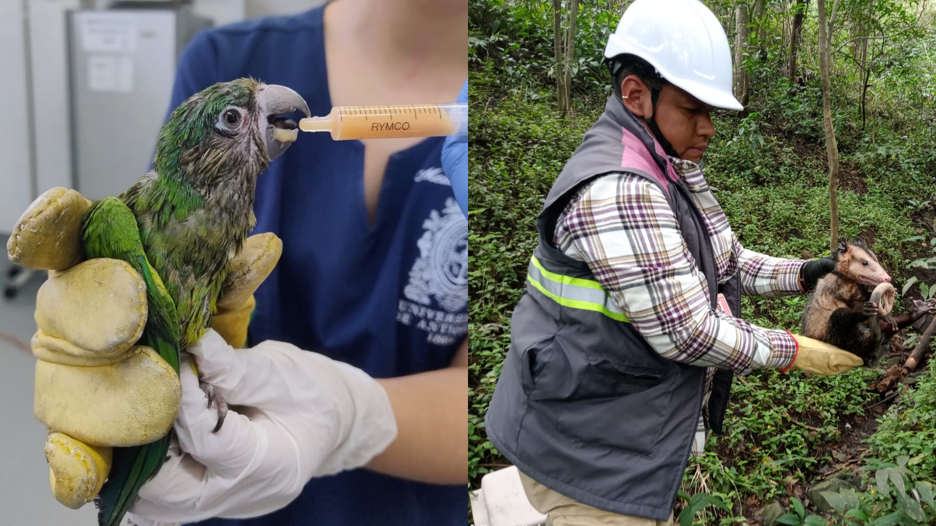 Gracias a un convenio con la UdeA, el Metro de Medellín ha logrado rescatar y rehabilitar animales silvestres que habitan cerca del proyecto Metro de la 80.