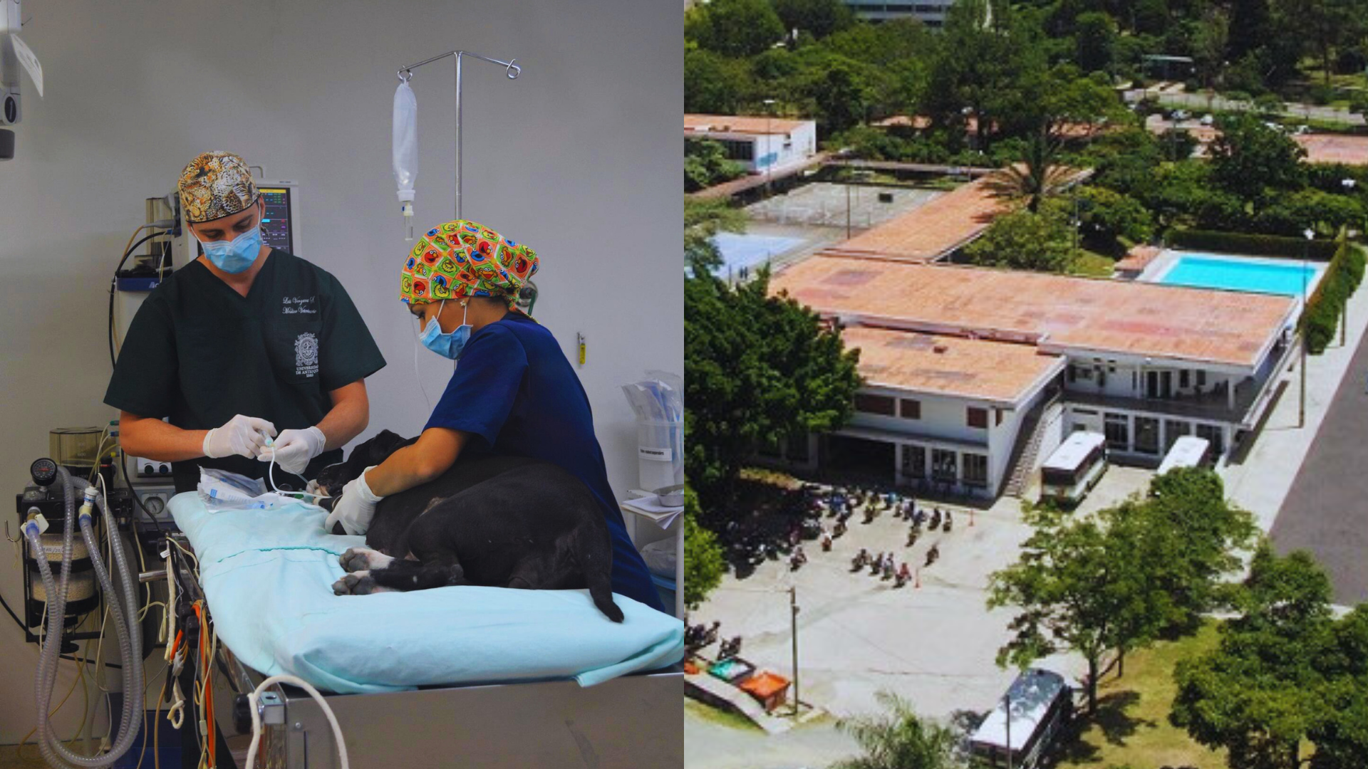 Gracias a un convenio con la UdeA, el Metro de Medellín ha logrado rescatar y rehabilitar animales silvestres que habitan cerca del proyecto Metro de la 80.