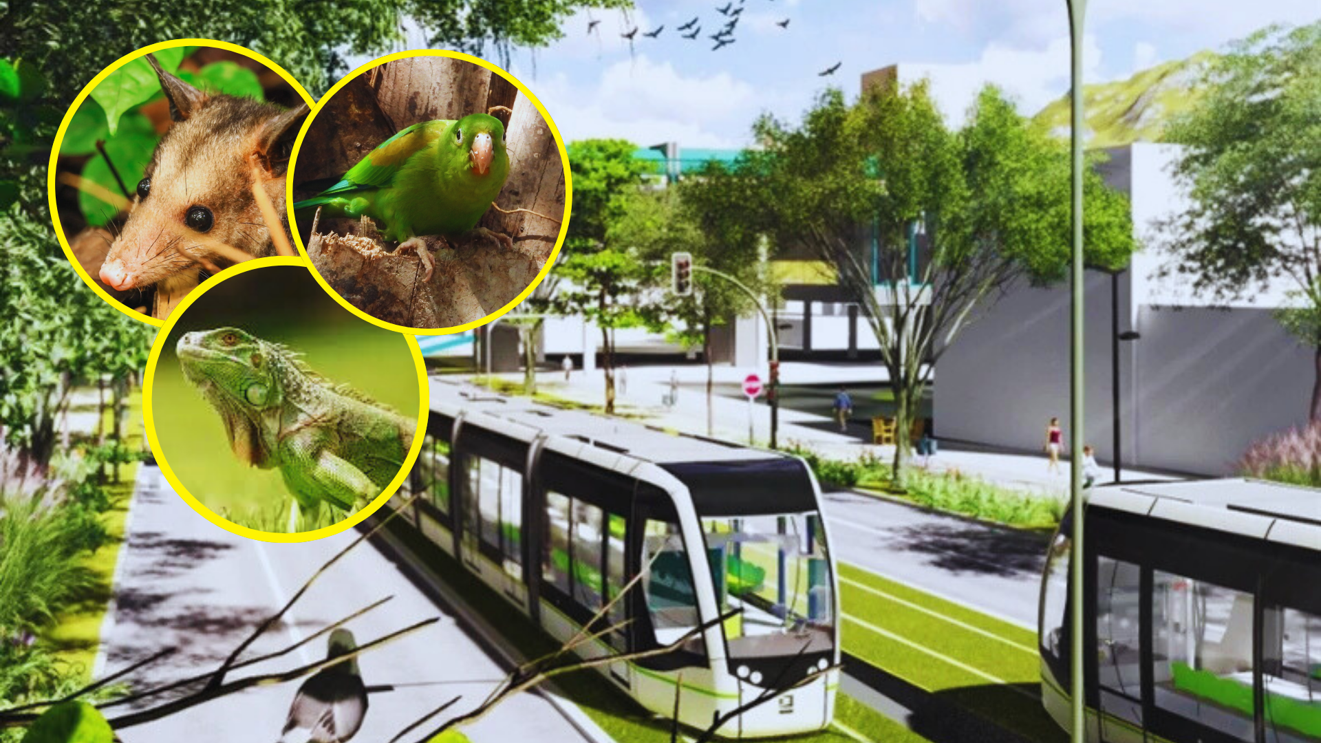 Iguana, zarigüeya y cotorra: los primeros animales salvados por el Metro de Medellín y la UdeA
