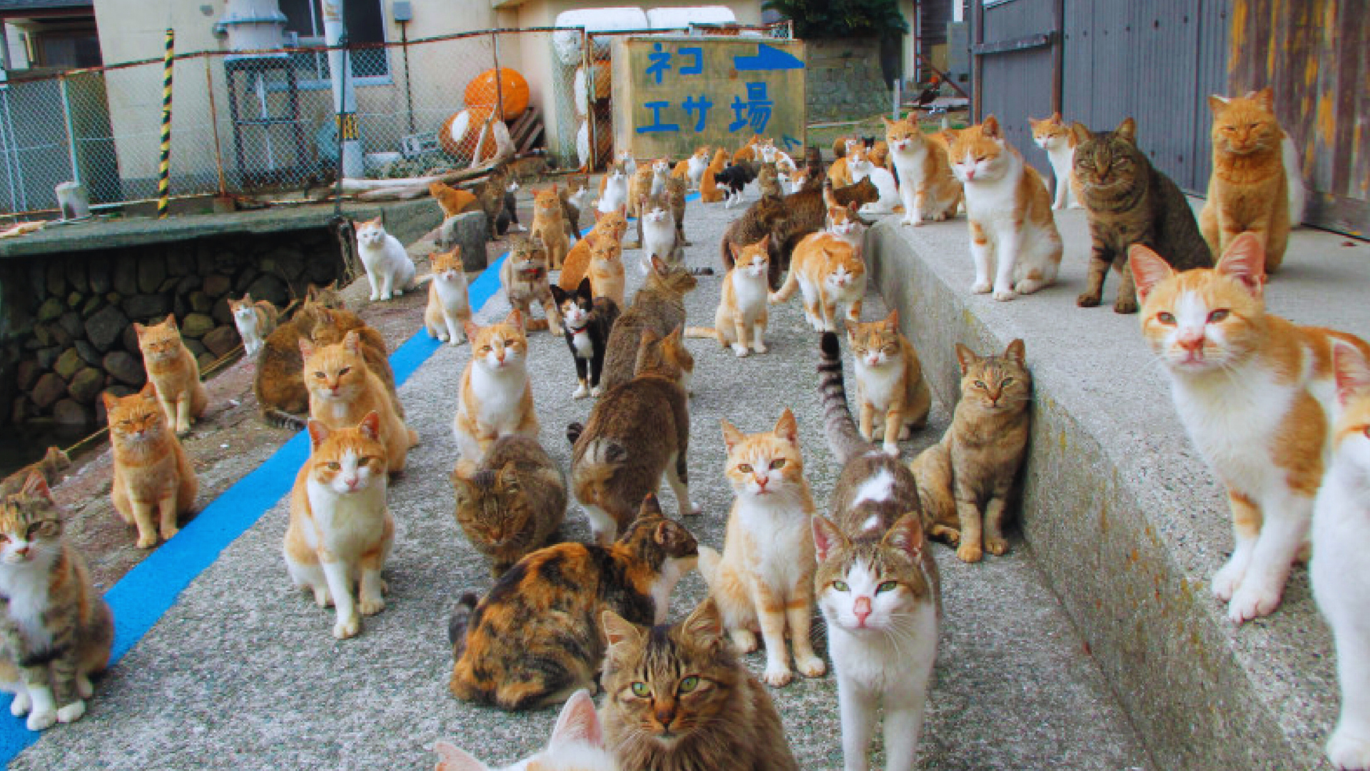 Aoshima, Isla de los Gatos, Japón, turismo, gatos, Ehime, viajes, cultura japonesa, destinos exóticos, atracciones turísticas​