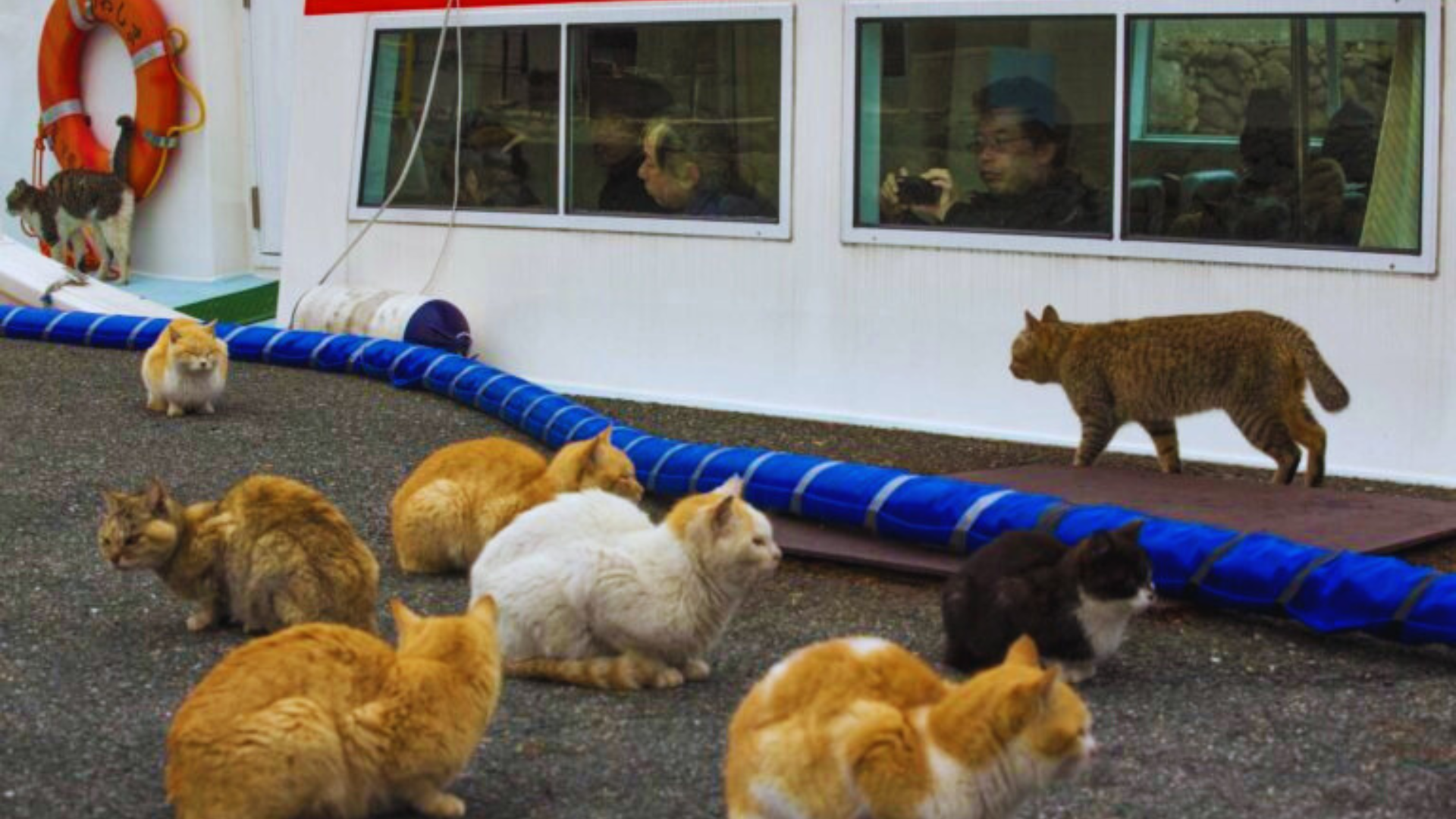 Aoshima, Isla de los Gatos, Japón, turismo, gatos, Ehime, viajes, cultura japonesa, destinos exóticos, atracciones turísticas​