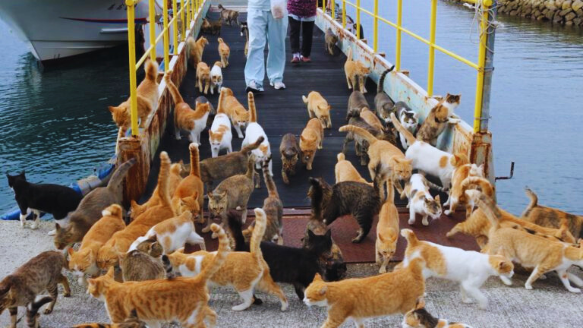 Aoshima, Isla de los Gatos, Japón, turismo, gatos, Ehime, viajes, cultura japonesa, destinos exóticos, atracciones turísticas​