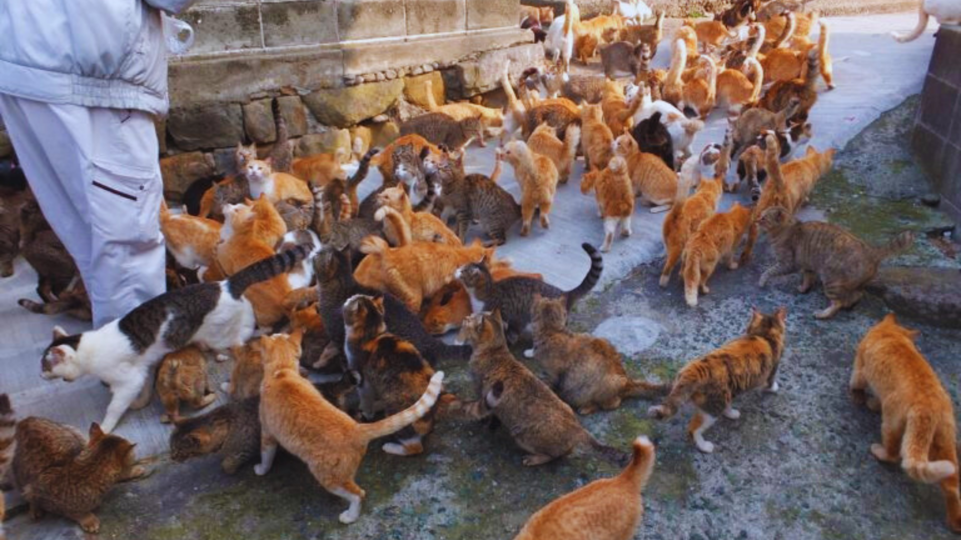 Aoshima, Isla de los Gatos, Japón, turismo, gatos, Ehime, viajes, cultura japonesa, destinos exóticos, atracciones turísticas​