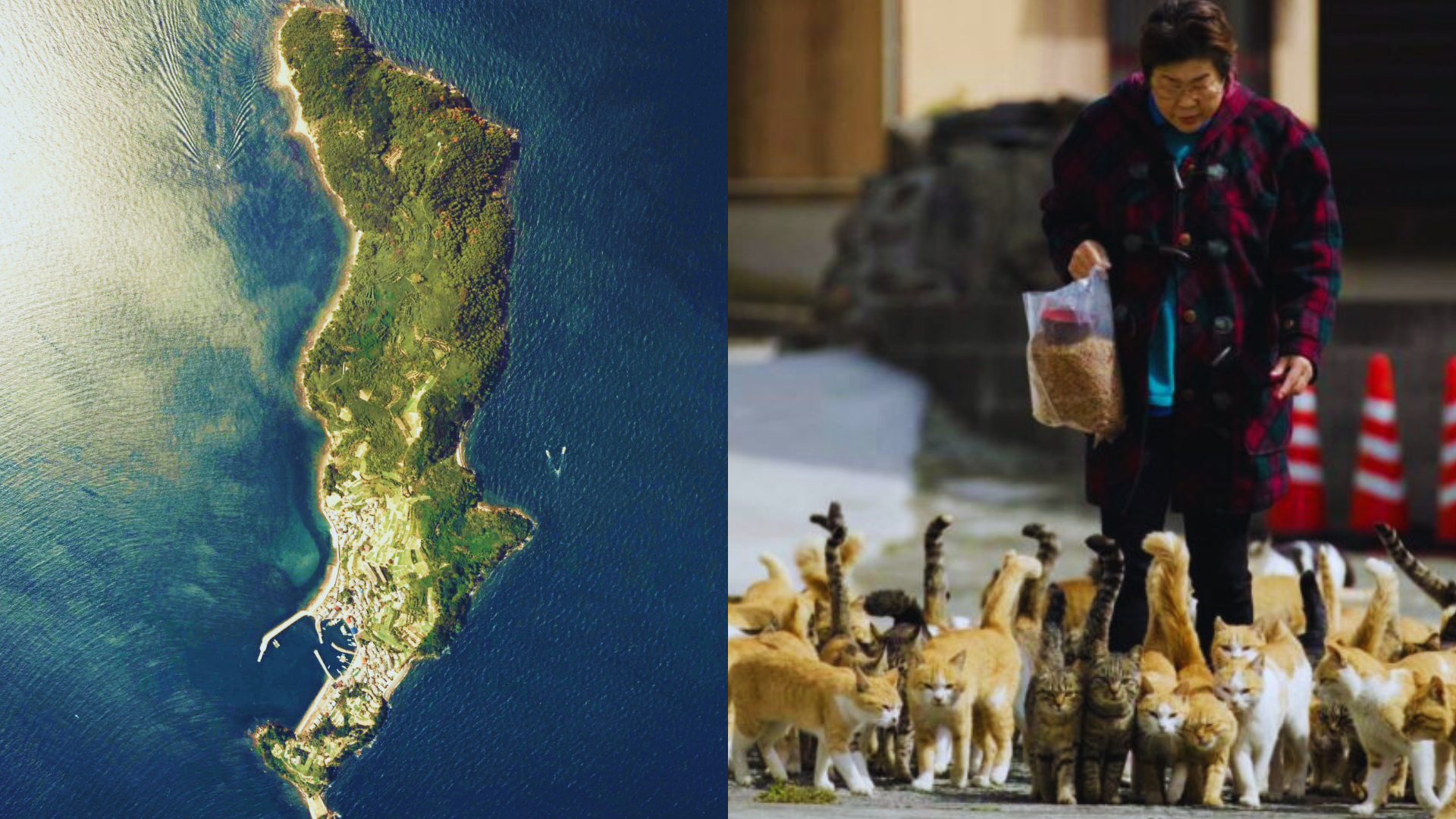 Descubre Aoshima: la isla donde hay más gatos que humanos