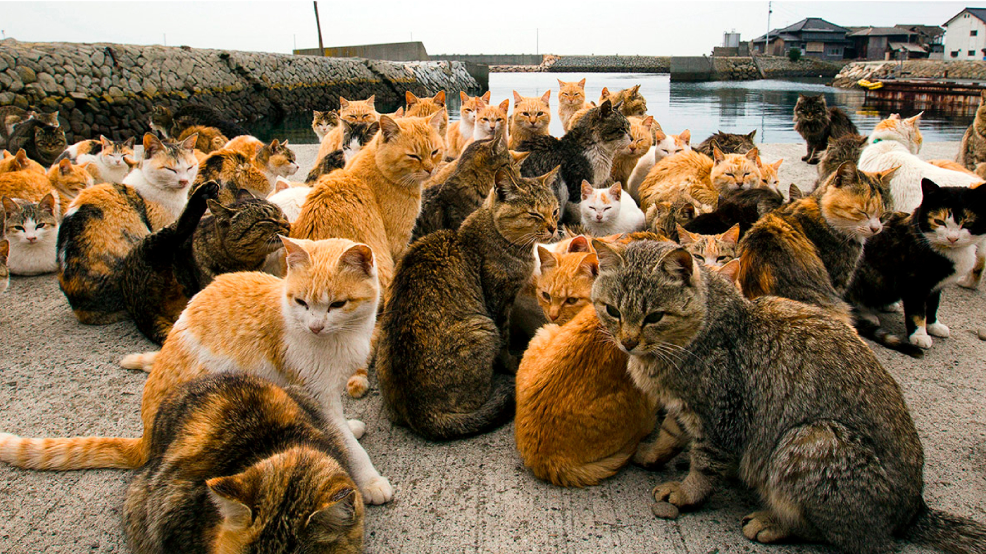 Aoshima, Isla de los Gatos, Japón, turismo, gatos, Ehime, viajes, cultura japonesa, destinos exóticos, atracciones turísticas​