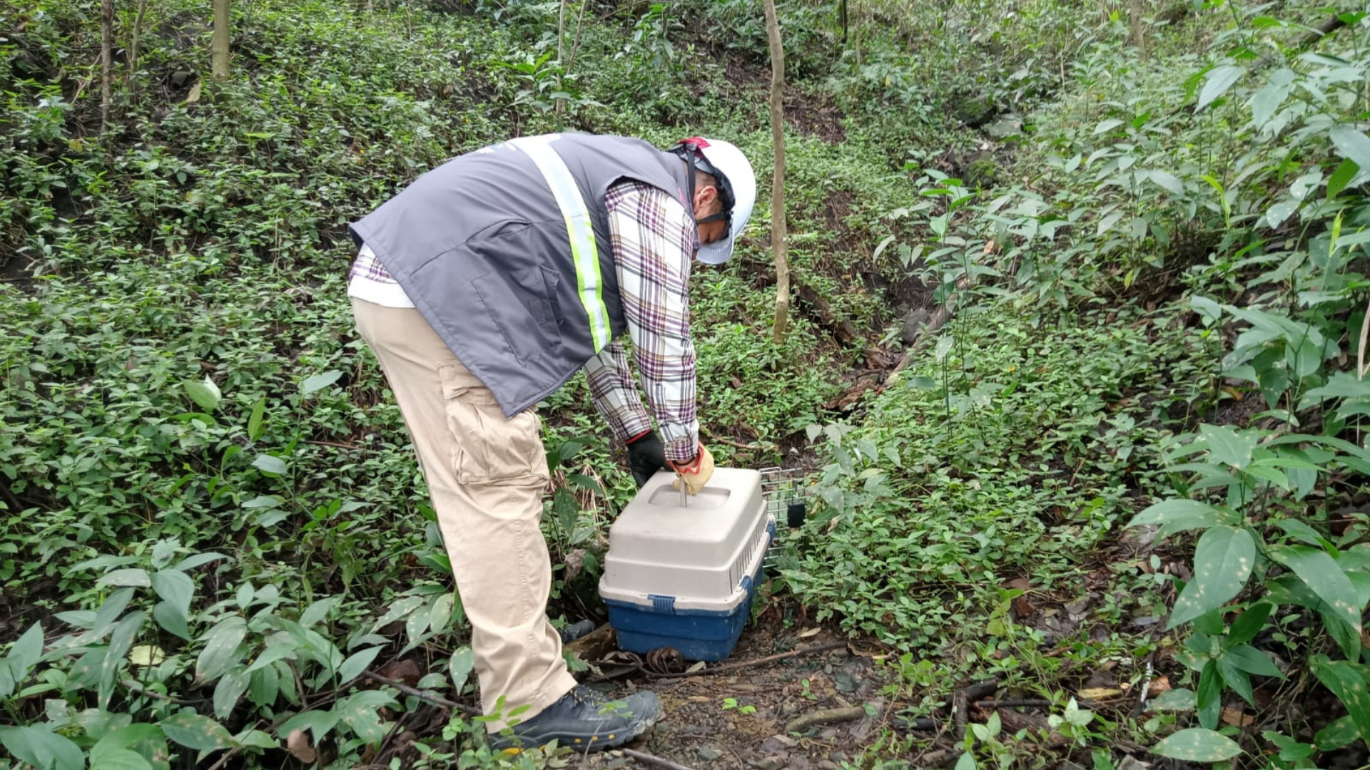 Gracias a un convenio con la UdeA, el Metro de Medellín ha logrado rescatar y rehabilitar animales silvestres que habitan cerca del proyecto Metro de la 80.