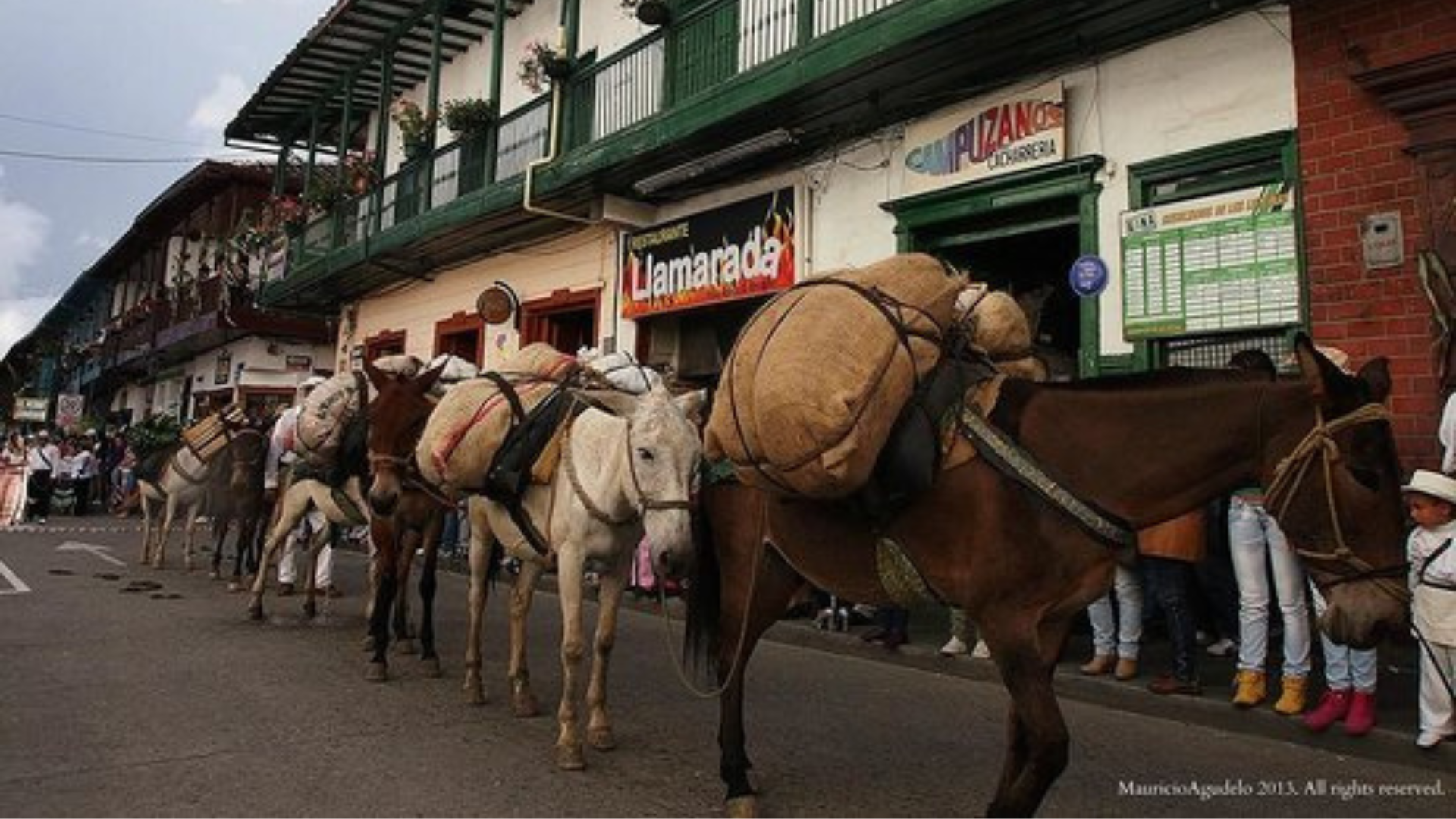 Sonsón celebra una histórica travesía arriera con más de 11 mil mulas y una programación cultural que exalta la identidad paisa.