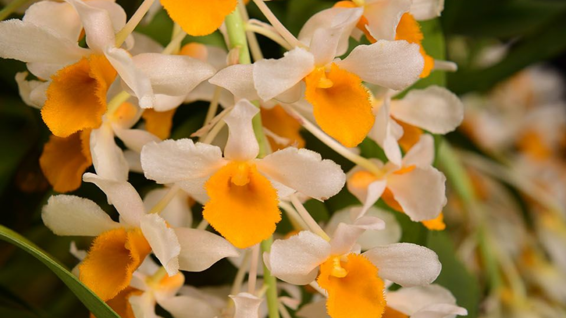 En este municipio de Antioquia, se encuentra un santuario donde se protegen más de 25 mil orquídeas en peligro de extinción