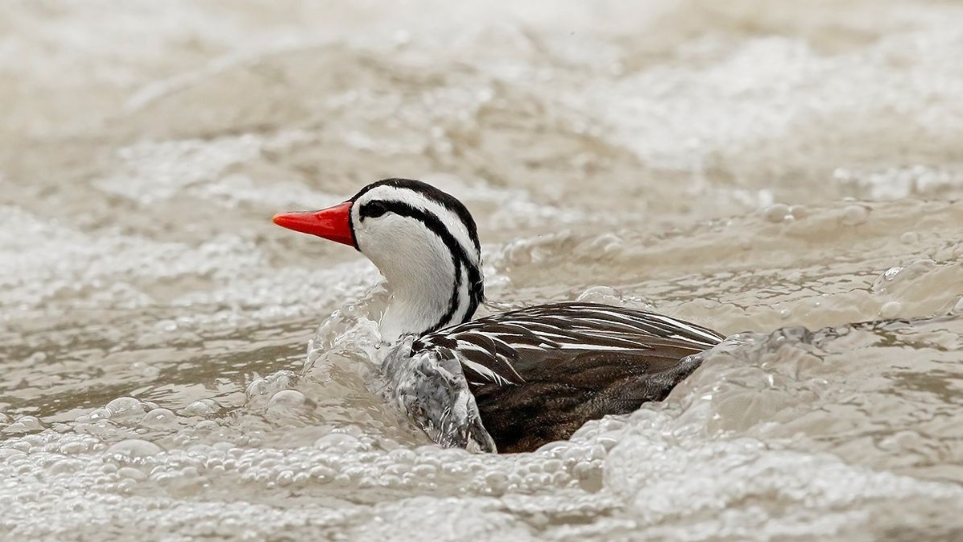 En un pueblo de Antioquia se descubrió un pato único en Colombia: ¡conócelo aquí!