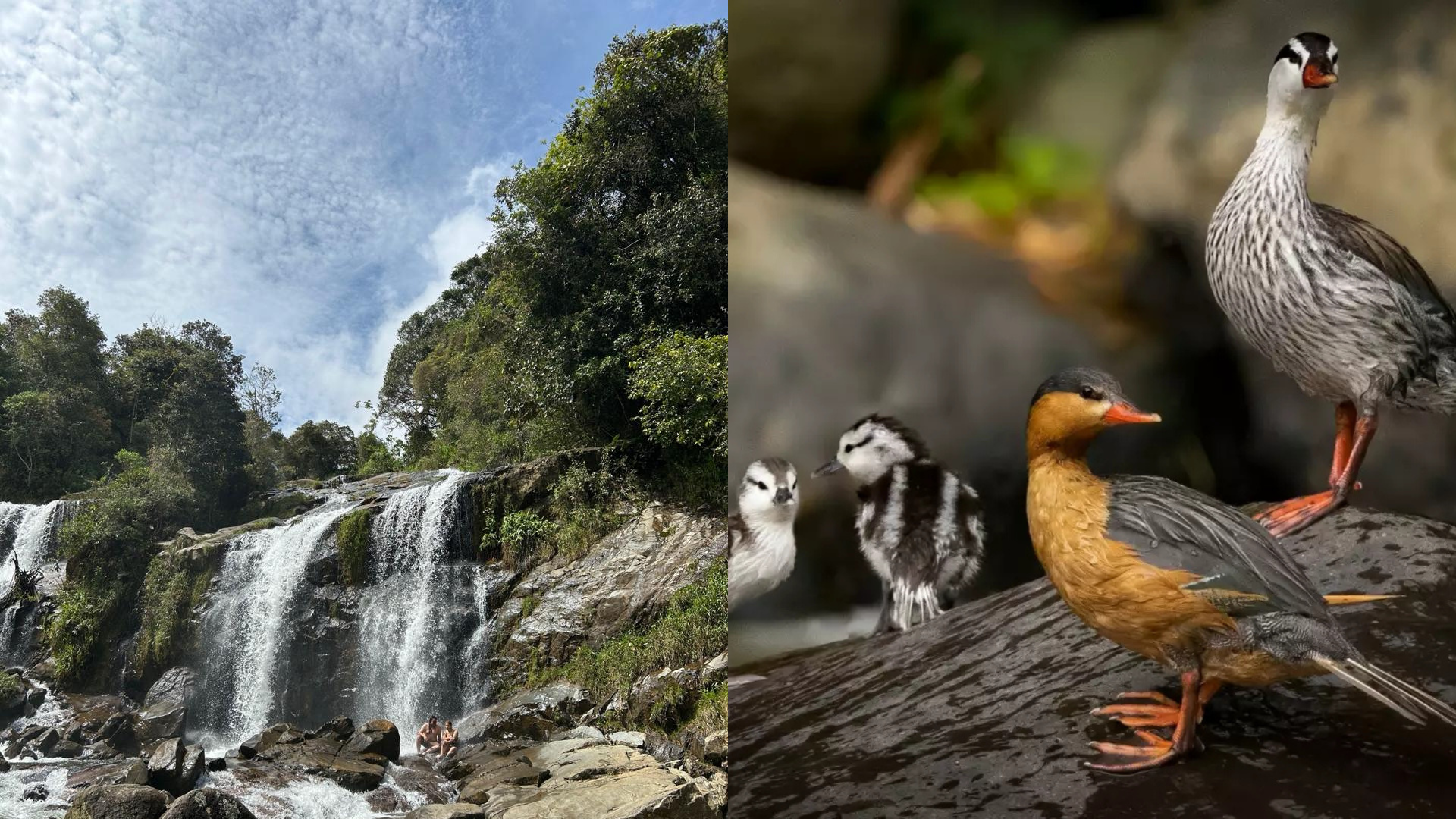 El Pato de los Torrentes: Un Tesoro Ecológico en las Cascadas de un bello pueblo de Antioquia.