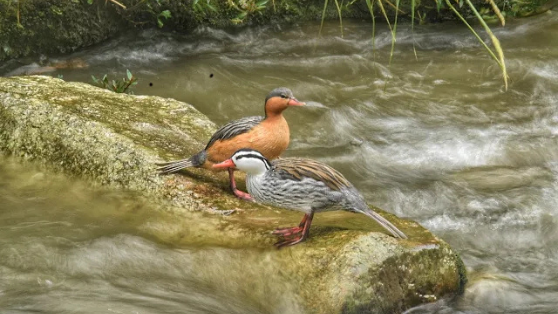 El Pato de los Torrentes: Un Tesoro Ecológico en las Cascadas de un bello pueblo de Antioquia.