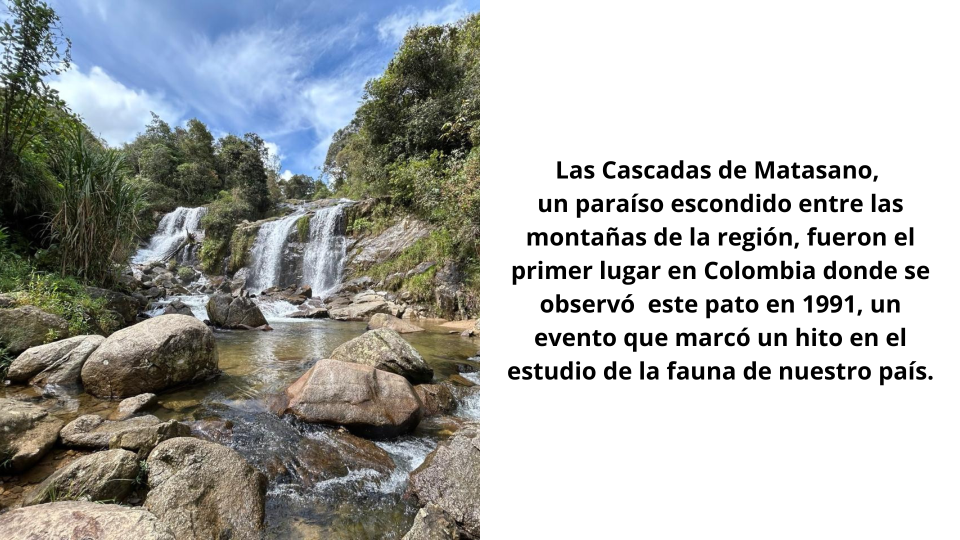 El Pato de los Torrentes: Un Tesoro Ecológico en las Cascadas de un bello pueblo de Antioquia.