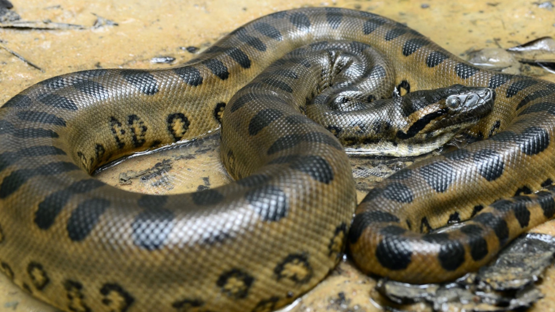 Mientras exploraba un pantano en busca de fauna local, Di Domenico se encontró inesperadamente con el gigantesco reptil.