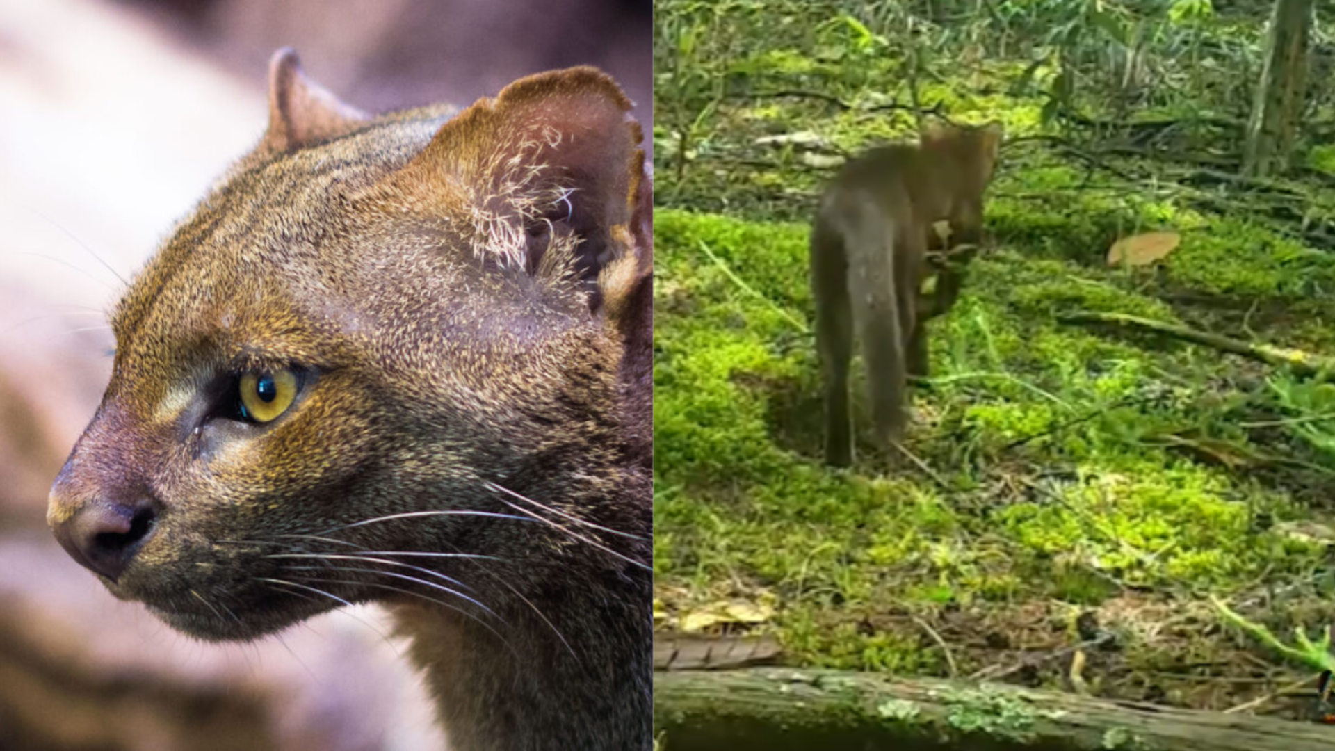VIDEO | Cámaras captan un felino salvaje que no se veía hace años en Sabaneta