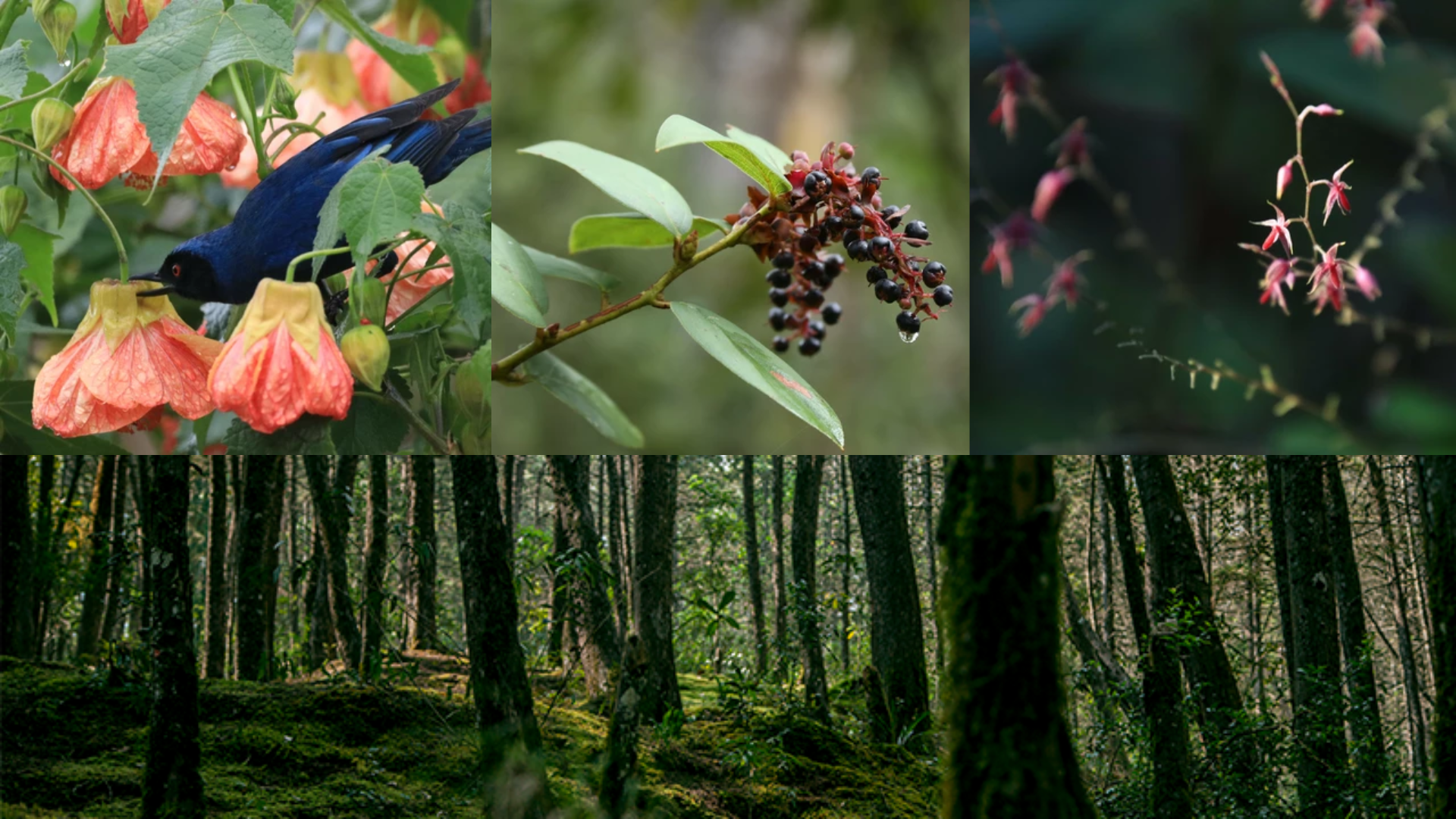 Uno de los pulmones verdes de Antioquia está cerca a Medellín y alberga más de 60 especies de aves