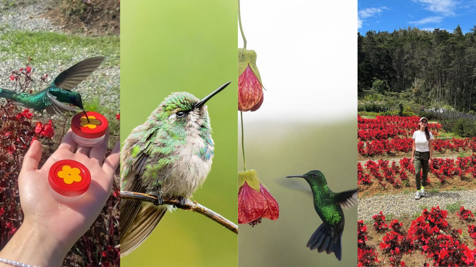 Descubre el Santuario de Colibríes en Antioquia: un paraíso escondido a 40 minutos de Medellín
