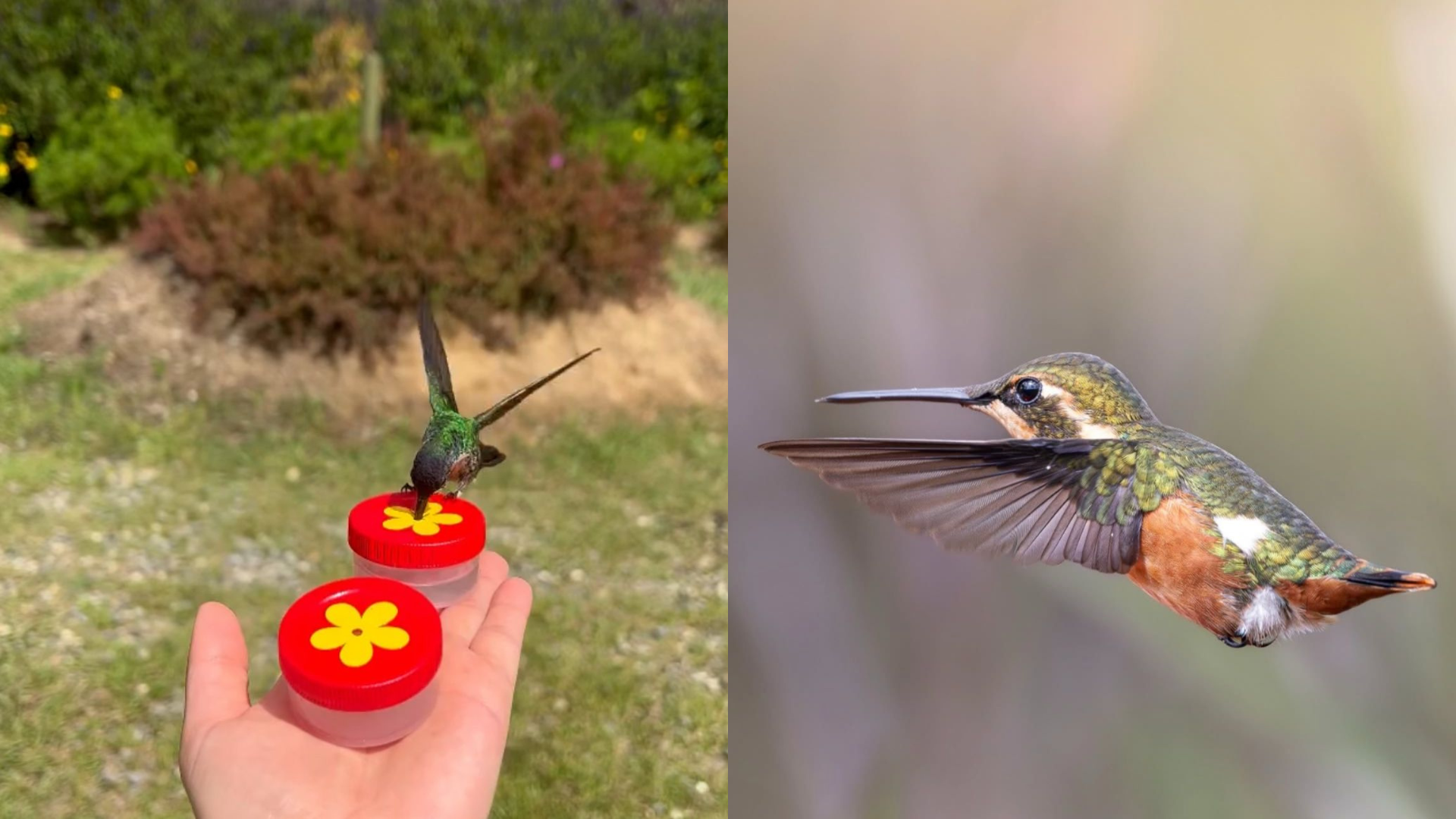En este santuario creado en casa, más de 11 especies de colibríes encuentran alimento y refugio. Descubre cómo y por qué es vital protegerlos