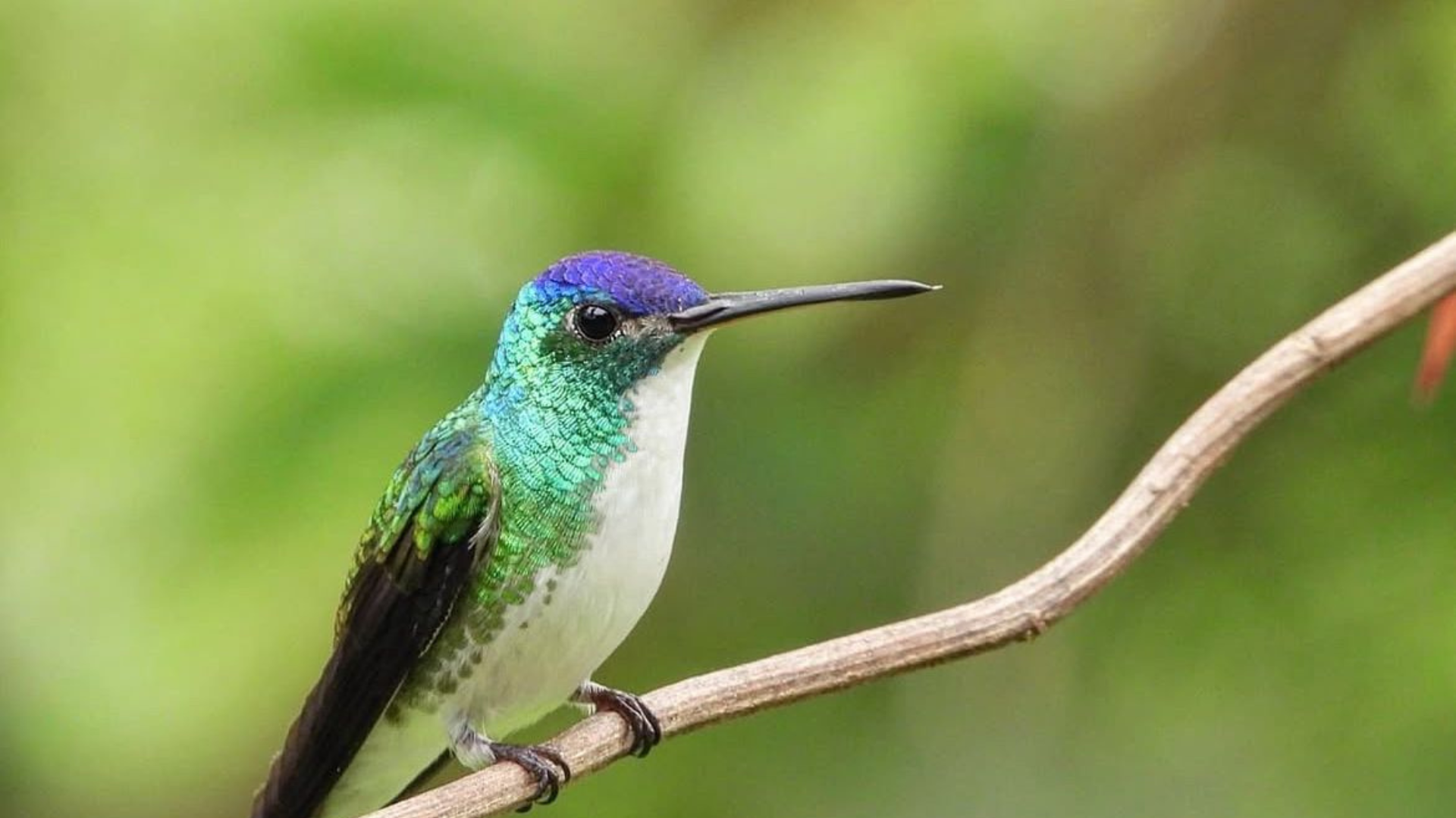 En este santuario creado en casa, más de 11 especies de colibríes encuentran alimento y refugio. Descubre cómo y por qué es vital protegerlos