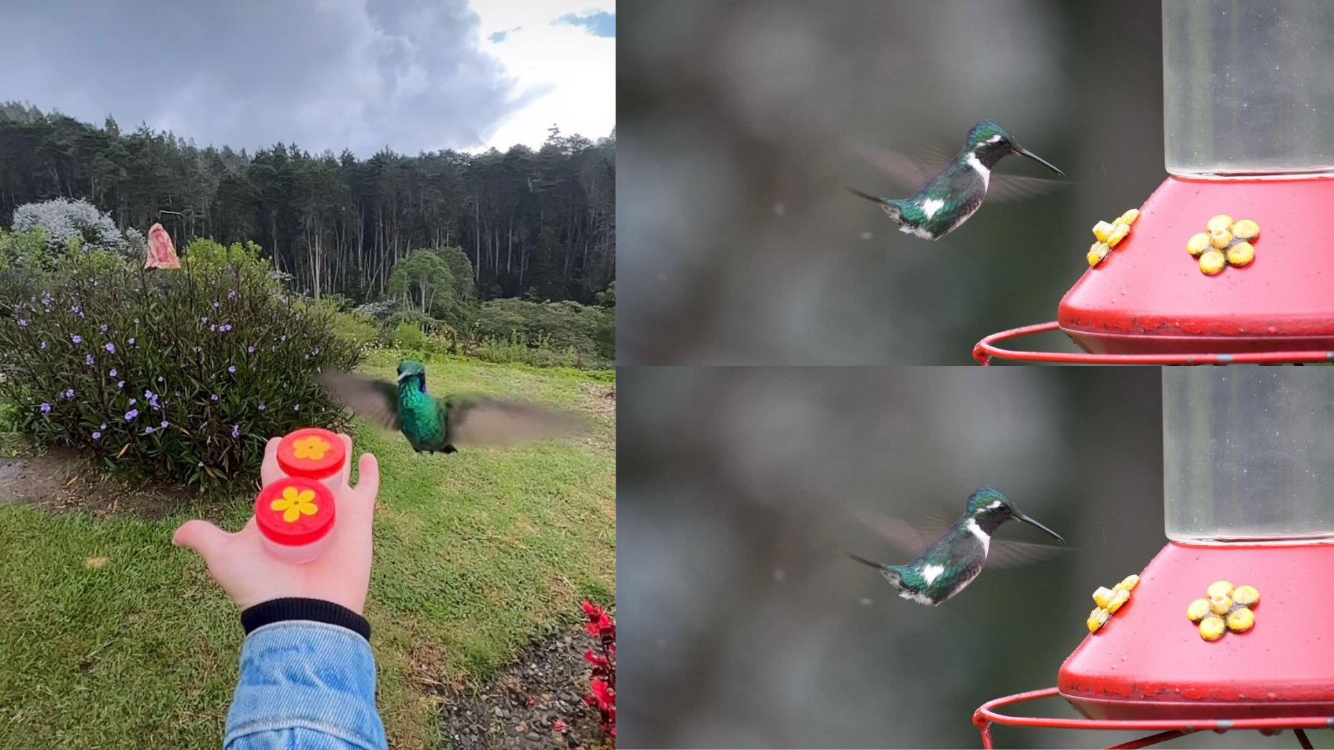 En este santuario creado en casa, más de 11 especies de colibríes encuentran alimento y refugio. Descubre cómo y por qué es vital protegerlos