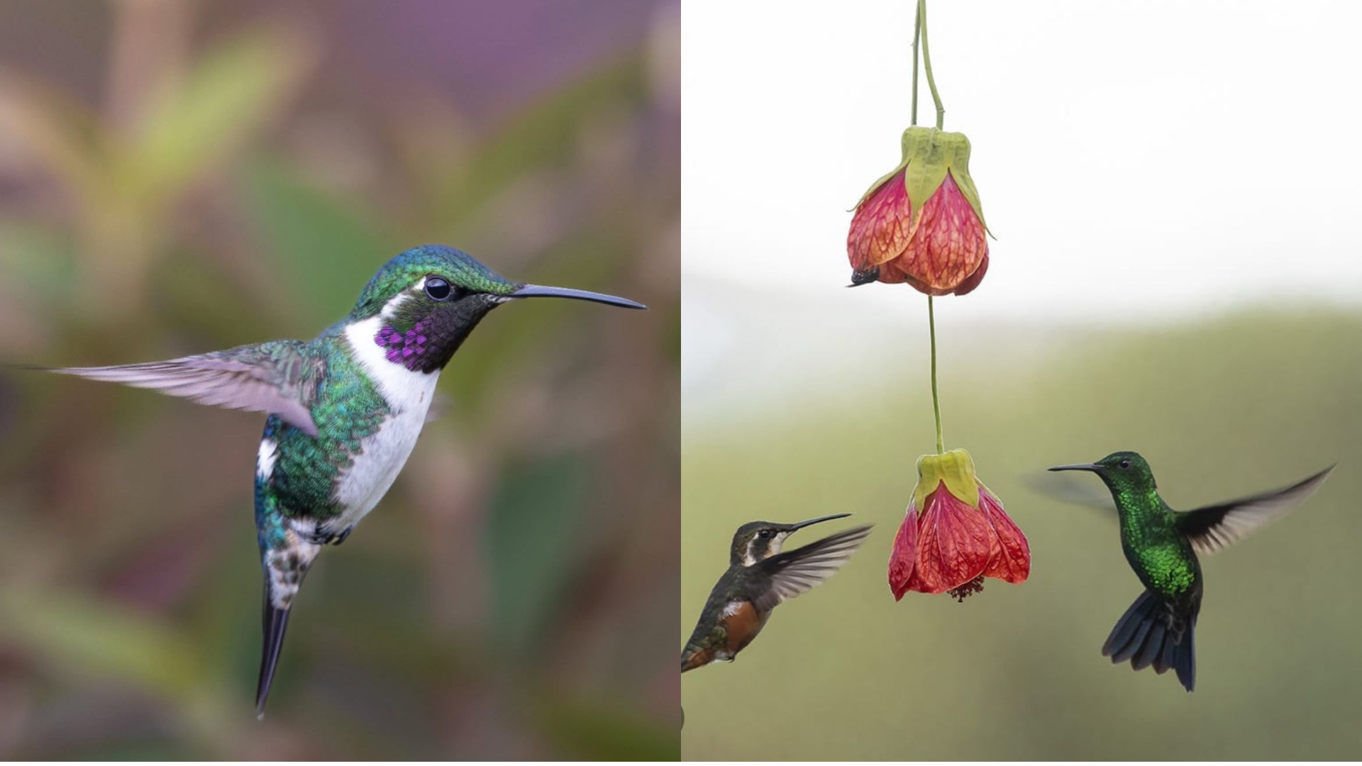 En este santuario creado en casa, más de 11 especies de colibríes encuentran alimento y refugio. Descubre cómo y por qué es vital protegerlos