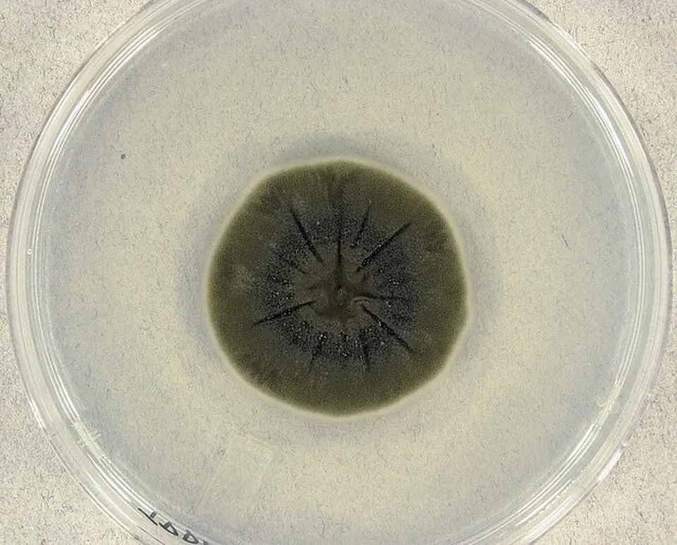 Cladosporium sphaerospermum se cultivó en agar de papa y dextrosa durante 14 días a 25 °C.