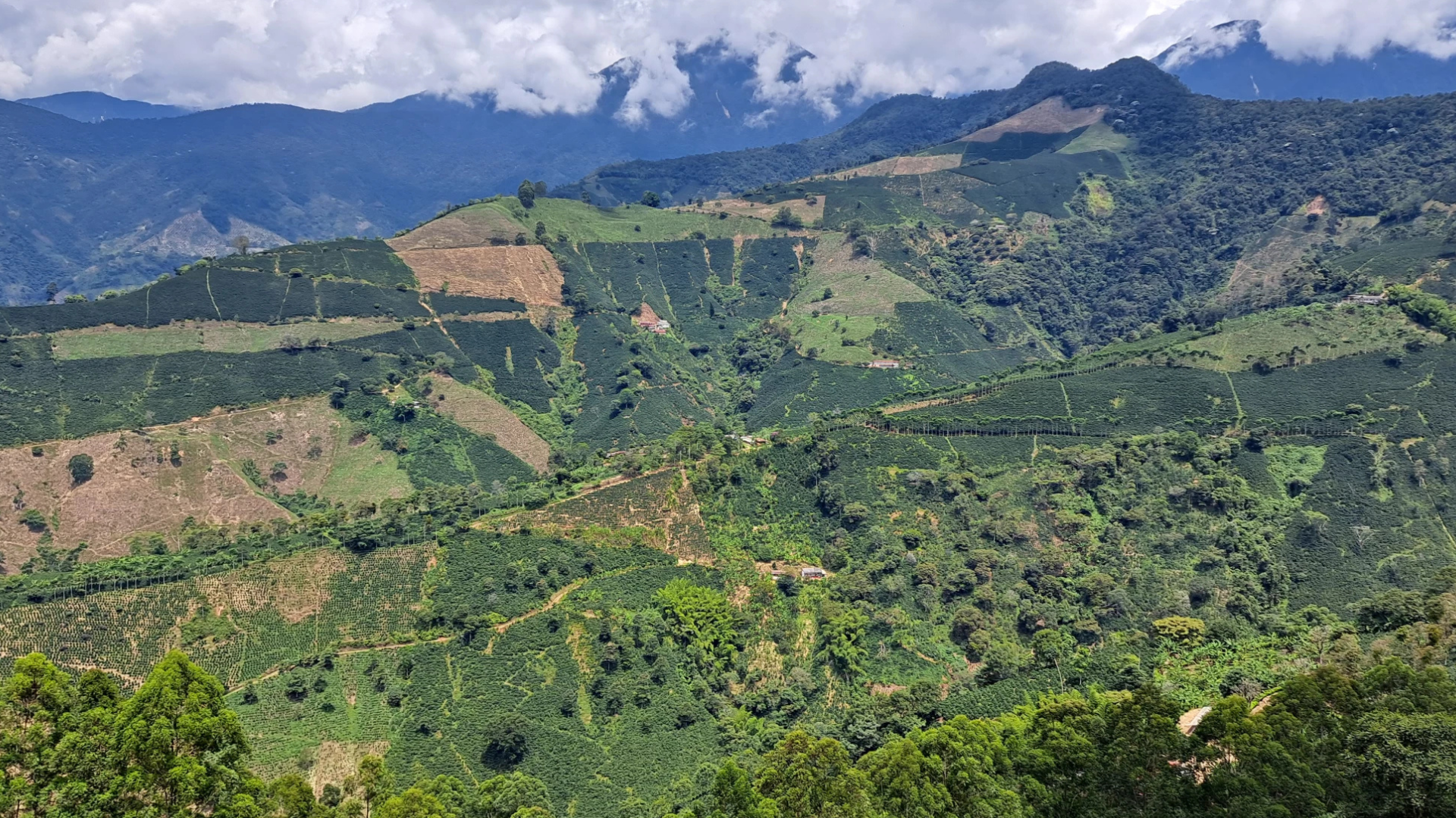 guasca
