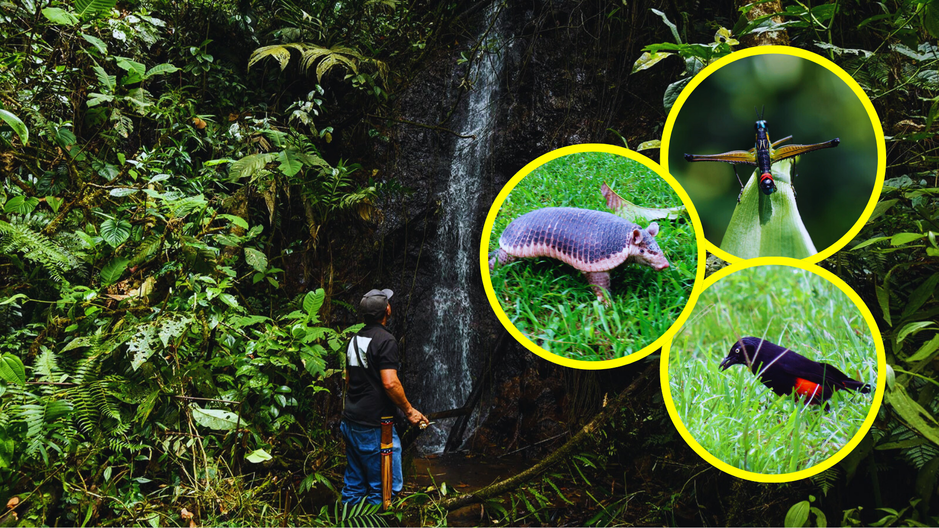 Este bosque en Caldas, Antioquia, es un refugio vital para cientos de especies y representa uno de los ecosistemas más ricos del país.