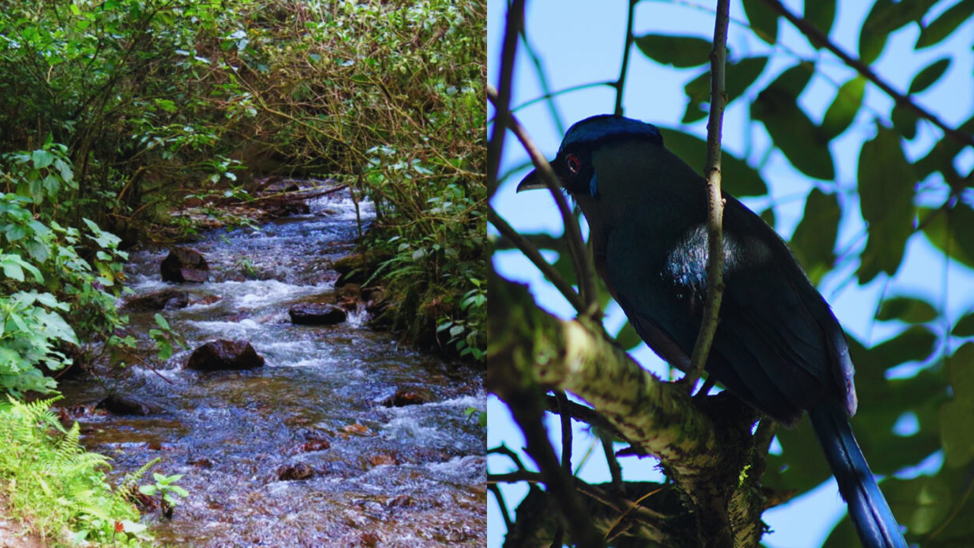 Este bosque en Caldas, Antioquia, es un refugio vital para cientos de especies y representa uno de los ecosistemas más ricos del país.