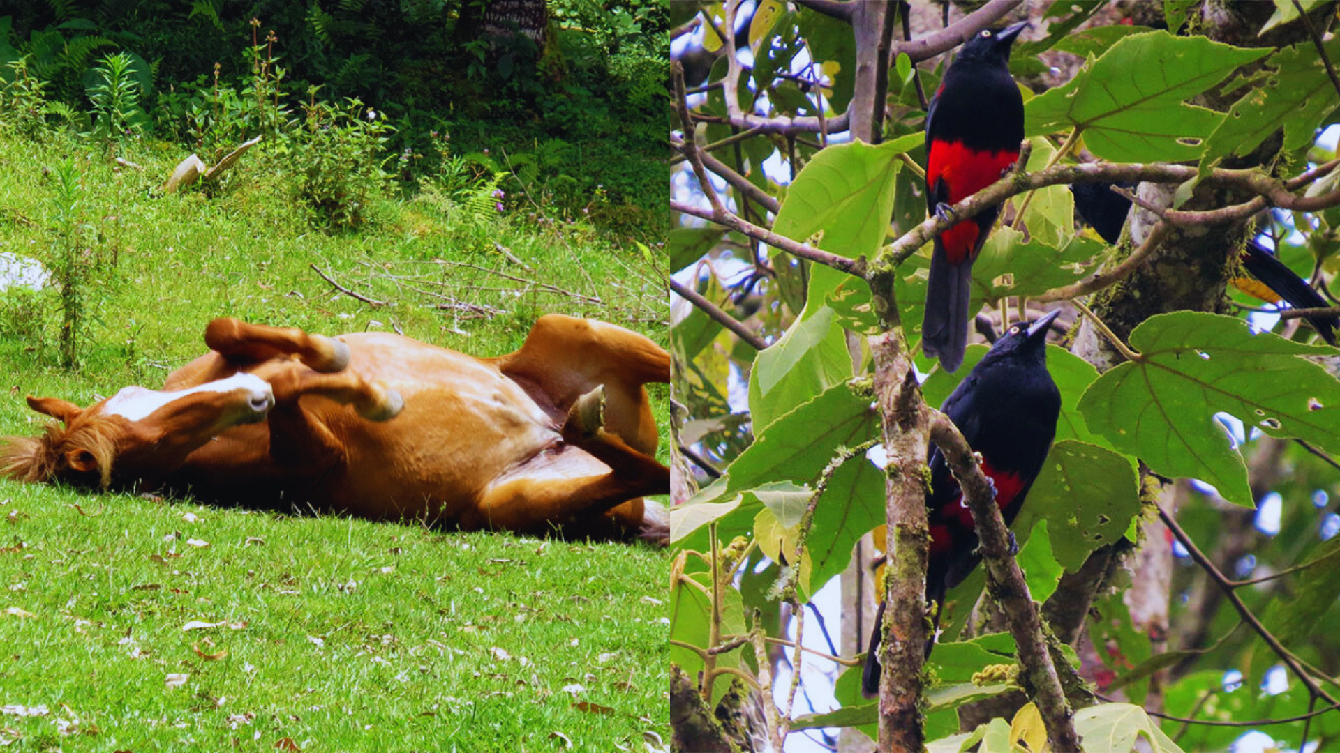 Este bosque en Caldas, Antioquia, es un refugio vital para cientos de especies y representa uno de los ecosistemas más ricos del país.