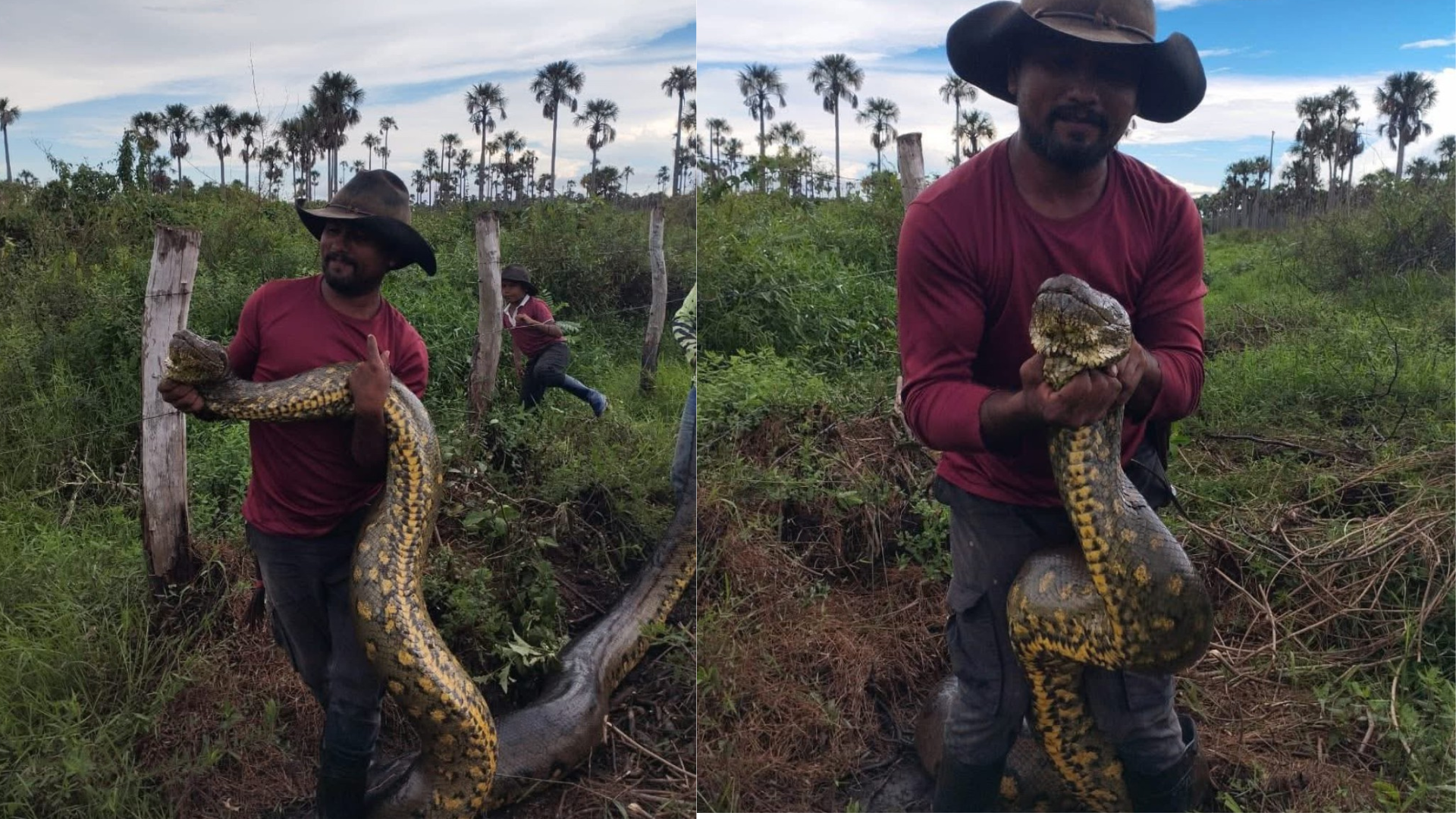 Un grupo de campesinos se topó con una anaconda gigante mientras limpiaban un terreno. El video del hallazgo se volvió viral.