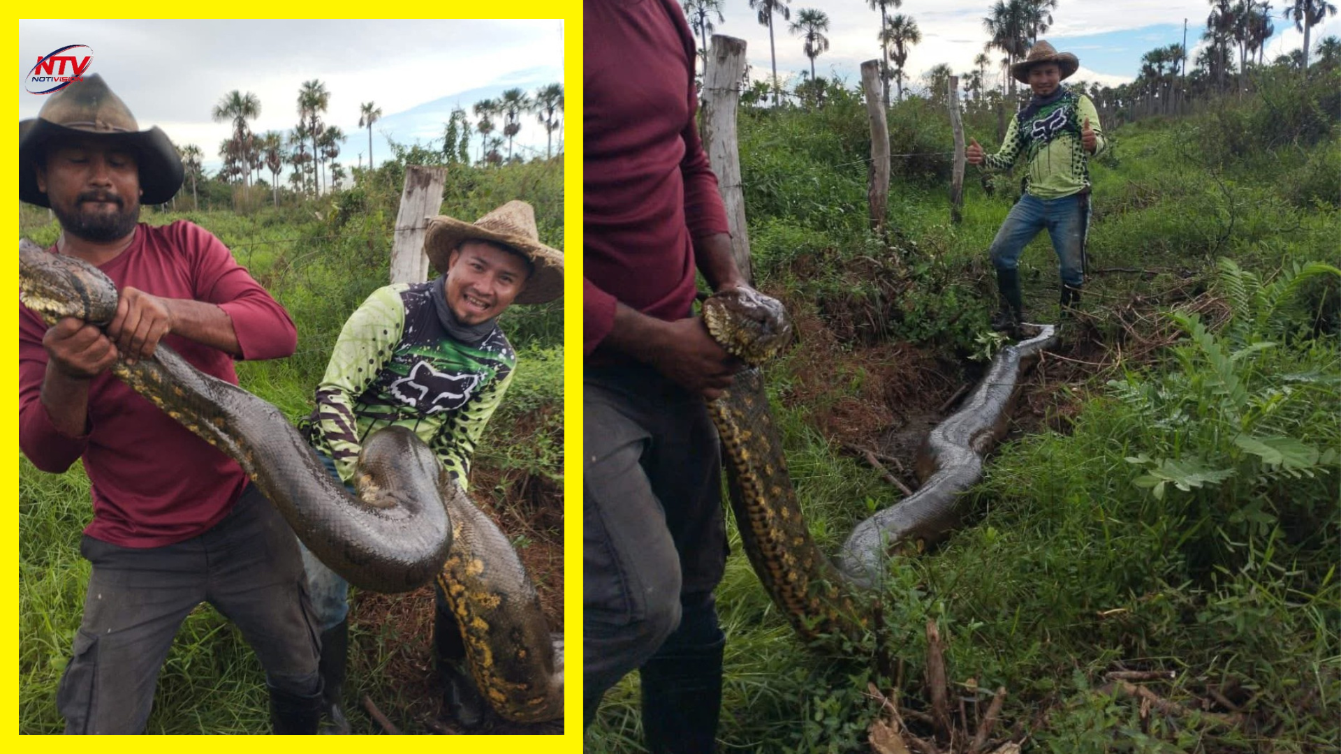 Un grupo de campesinos se topó con una anaconda gigante mientras limpiaban un terreno. El video del hallazgo se volvió viral.