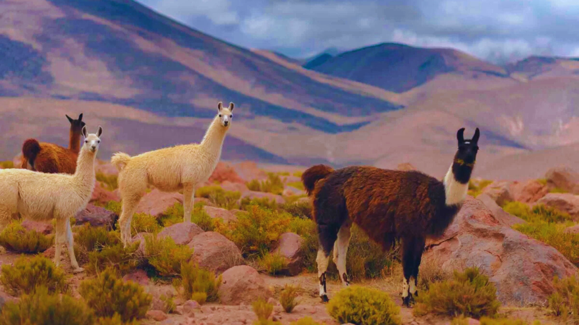 En el norte de Chile hay un lugar donde no llueve hace siglos. Atacama guarda secretos milenarios bajo su silencio polvoriento.