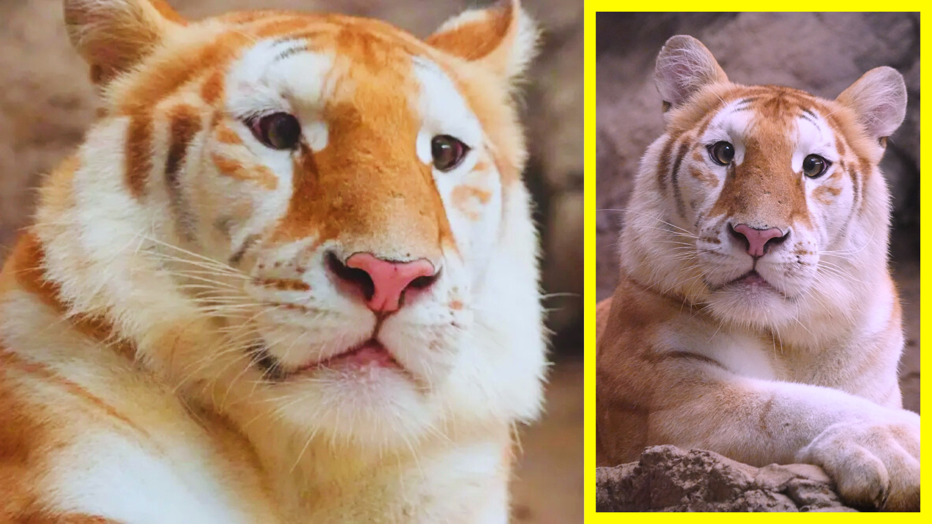 Con su pelaje dorado y mirada tierna, Ava se ha convertido en embajadora global de una de las variantes más raras del tigre de Bengala.