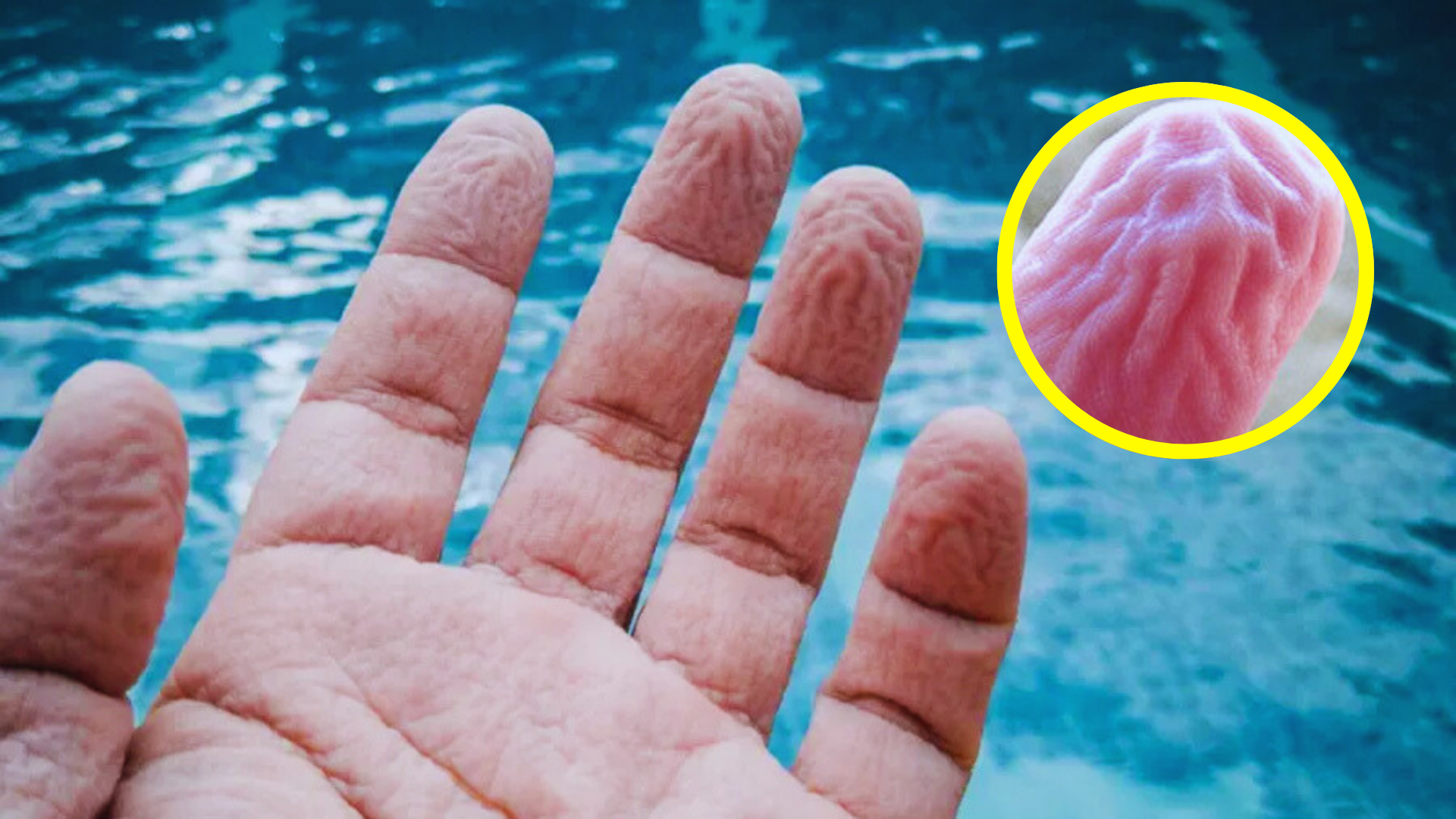 No es solo agua: los dedos arrugados son una estrategia evolutiva del cuerpo para mejorar el agarre en ambientes húmedos.