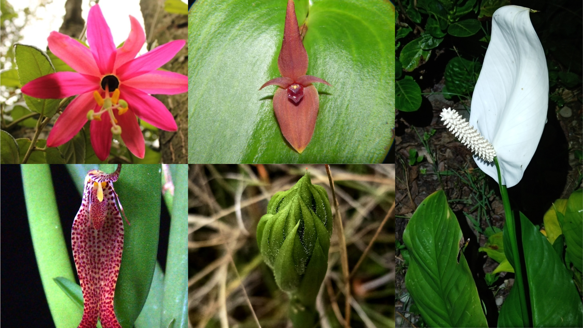 La biodiversidad de Colombia sigue revelando secretos. Estas 5 flores lo demuestran. Aquí te contamos más detalles.