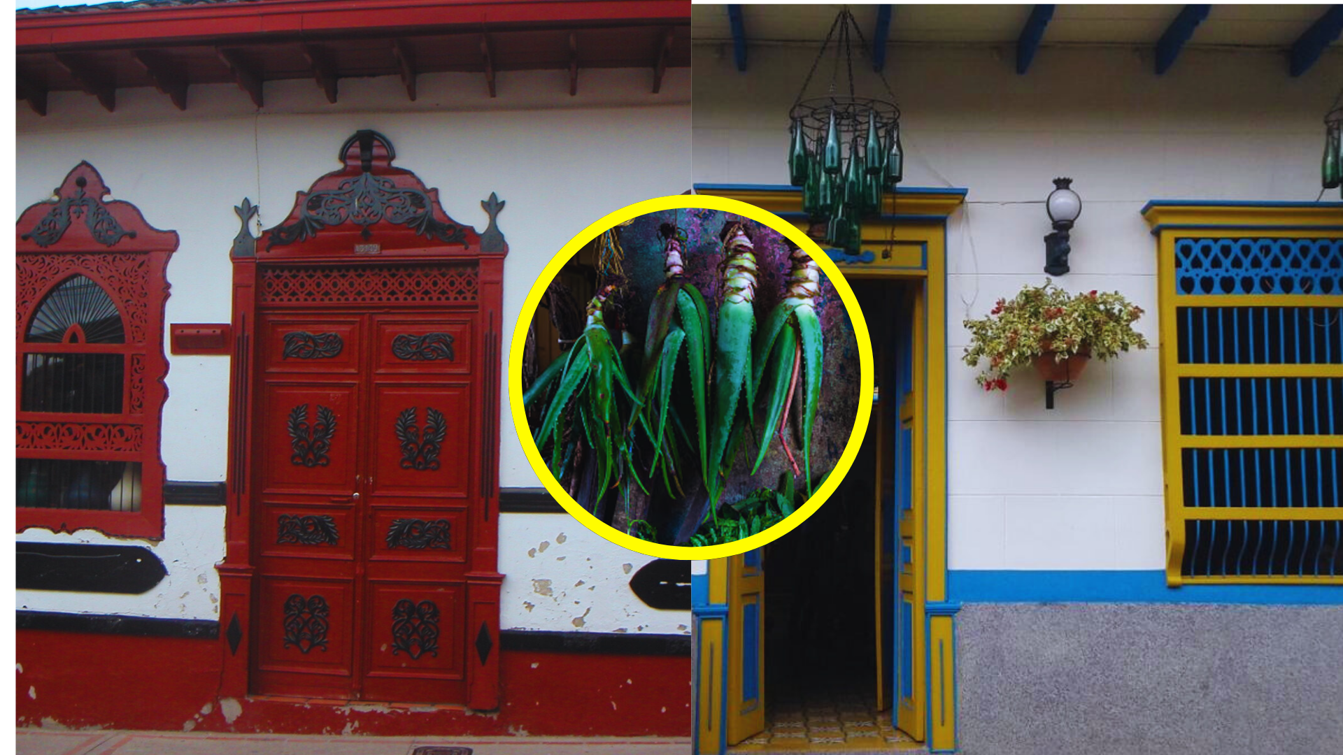 Dicen que la penca de sábila atrae la buena suerte y espanta las malas energías, pero ¿de dónde viene esta creencia tan antioqueña?
