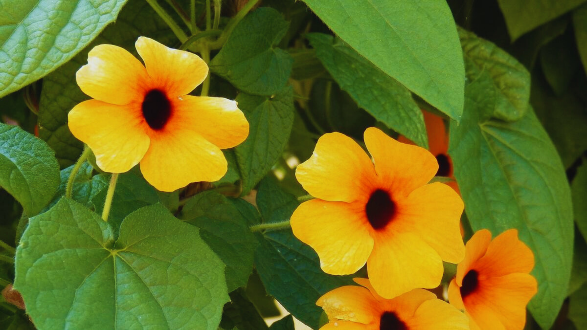 Aunque parece inofensiva y hasta encantadora, la flor ojo de poeta es una planta invasora que arrasa con todo a su paso.