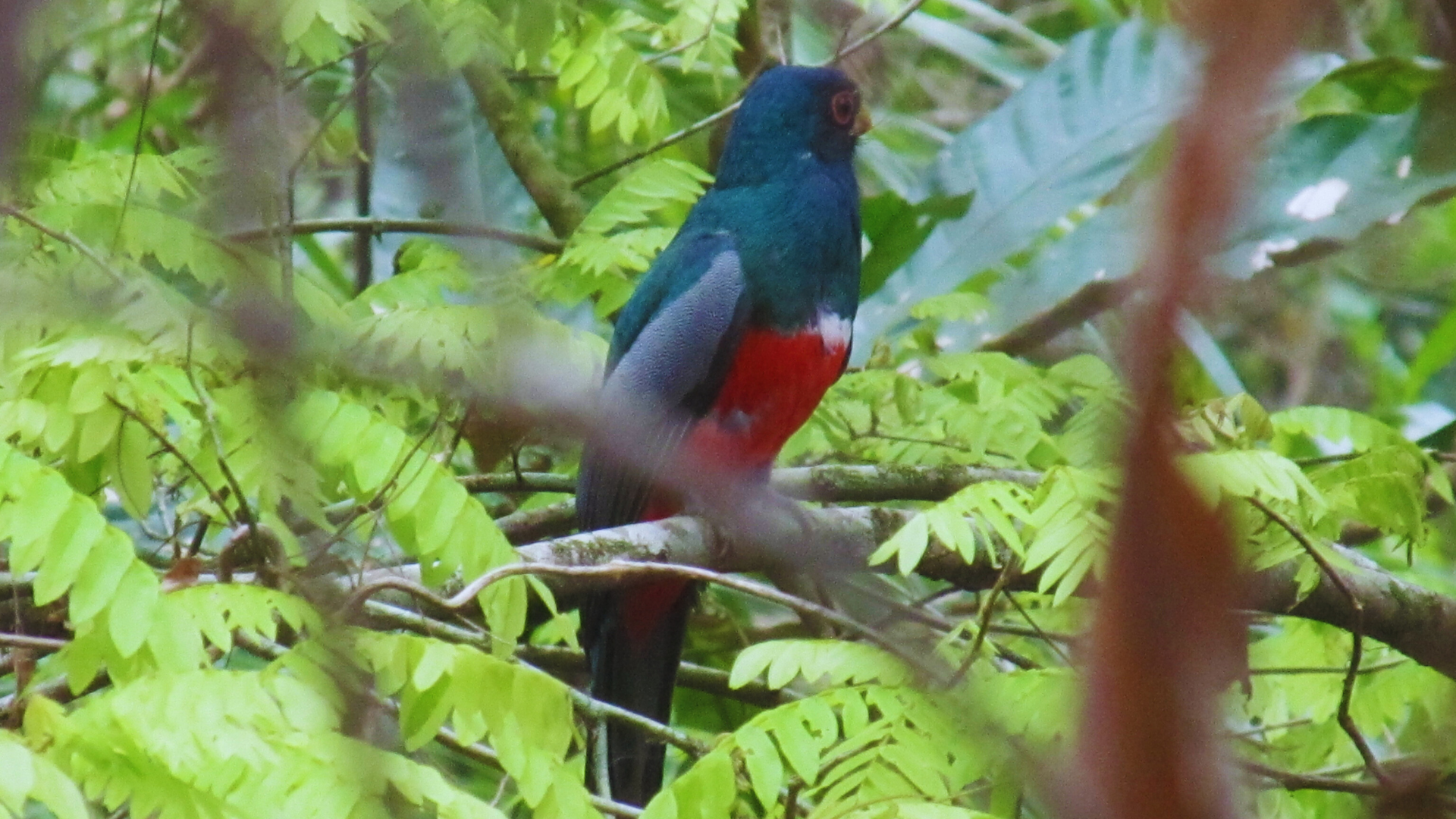 Este Parque Nacional es un tesoro biológico que alberga el 30% de las aves de Colombia y protege culturas ancestrales.